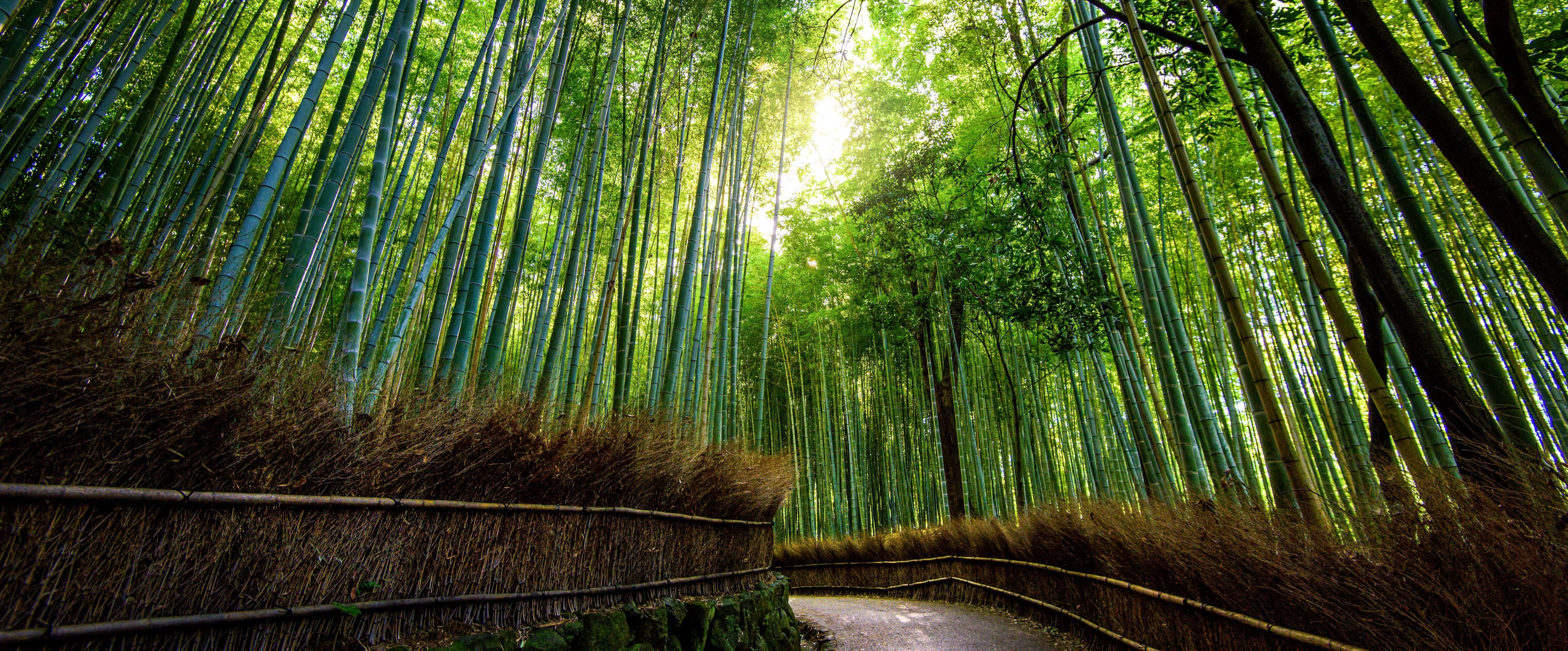 Bamboo 桌布 壁紙 — 一條蜿蜒的小徑穿過高聳的竹林，沐浴在透過茂密綠色樹冠過濾的斑駁陽光中。