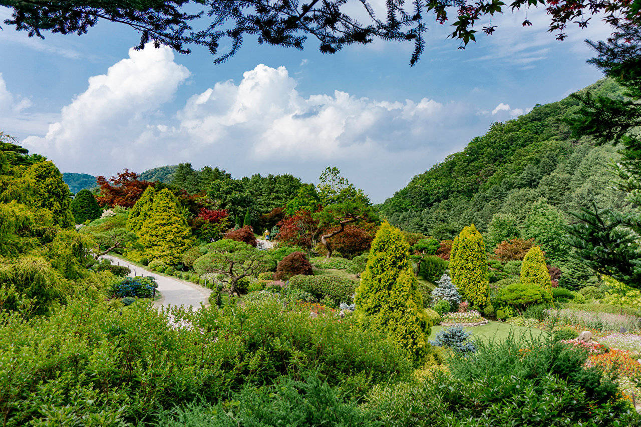 Peaceful 桌布 壁紙 — 一條蜿蜒的小徑穿過鬱鬱蔥蔥、精心設計的花園，在明亮的藍天和蓬鬆的白雲下，被懸垂的樹枝框住。