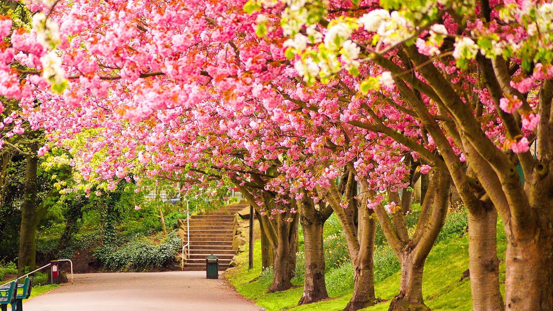 Cute Spring Desktop 桌布 壁紙 — 一條蜿蜒的小徑被茂盛綠色公園上方拱形的鮮豔粉紅色櫻花遮蔭。