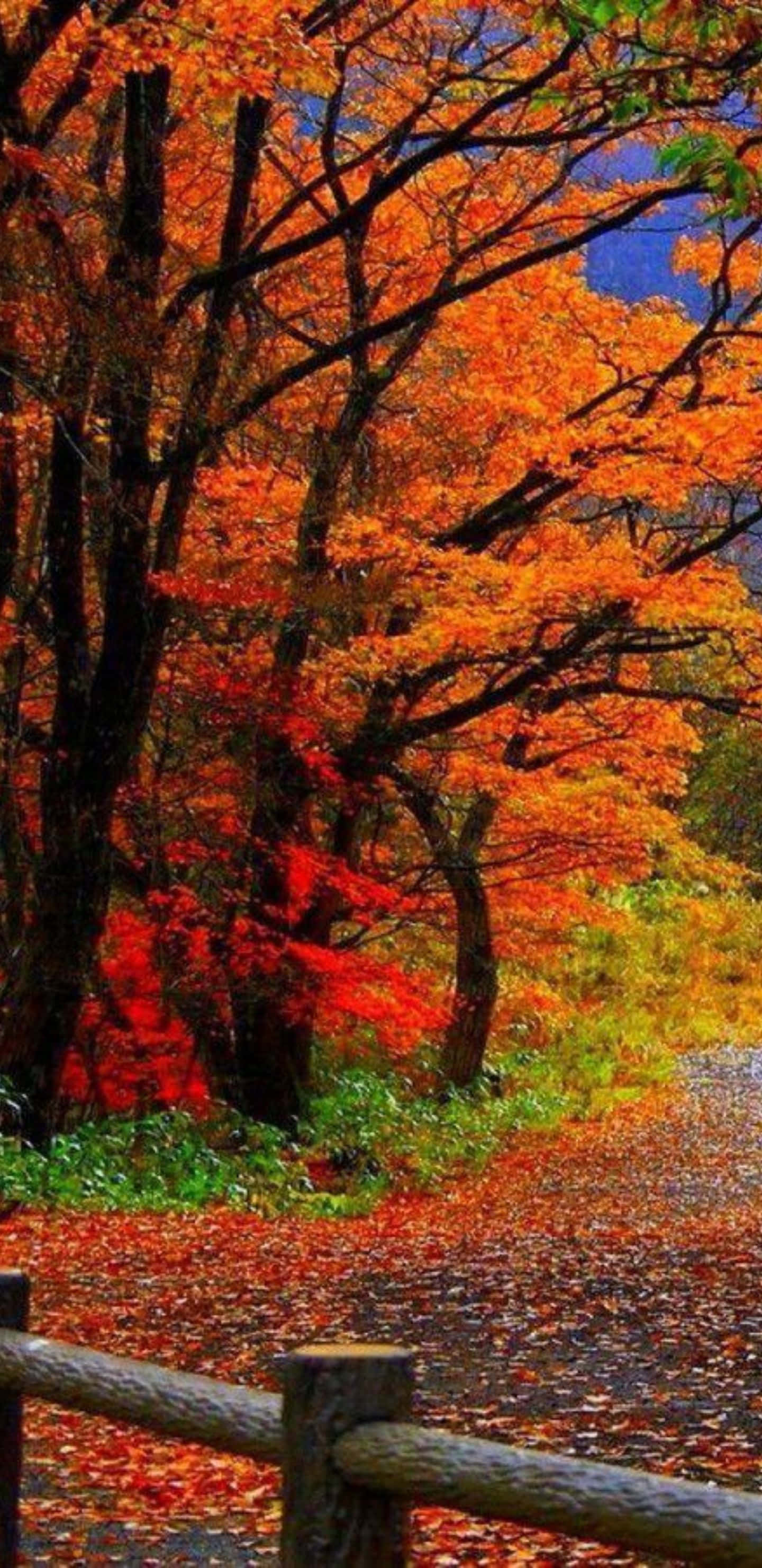 Beautiful Nature 桌布 壁紙 — 一條蜿蜒的小徑覆蓋著掉落的橙色和紅色樹葉，被充滿活力的秋樹環繞，在晴朗的藍天下。