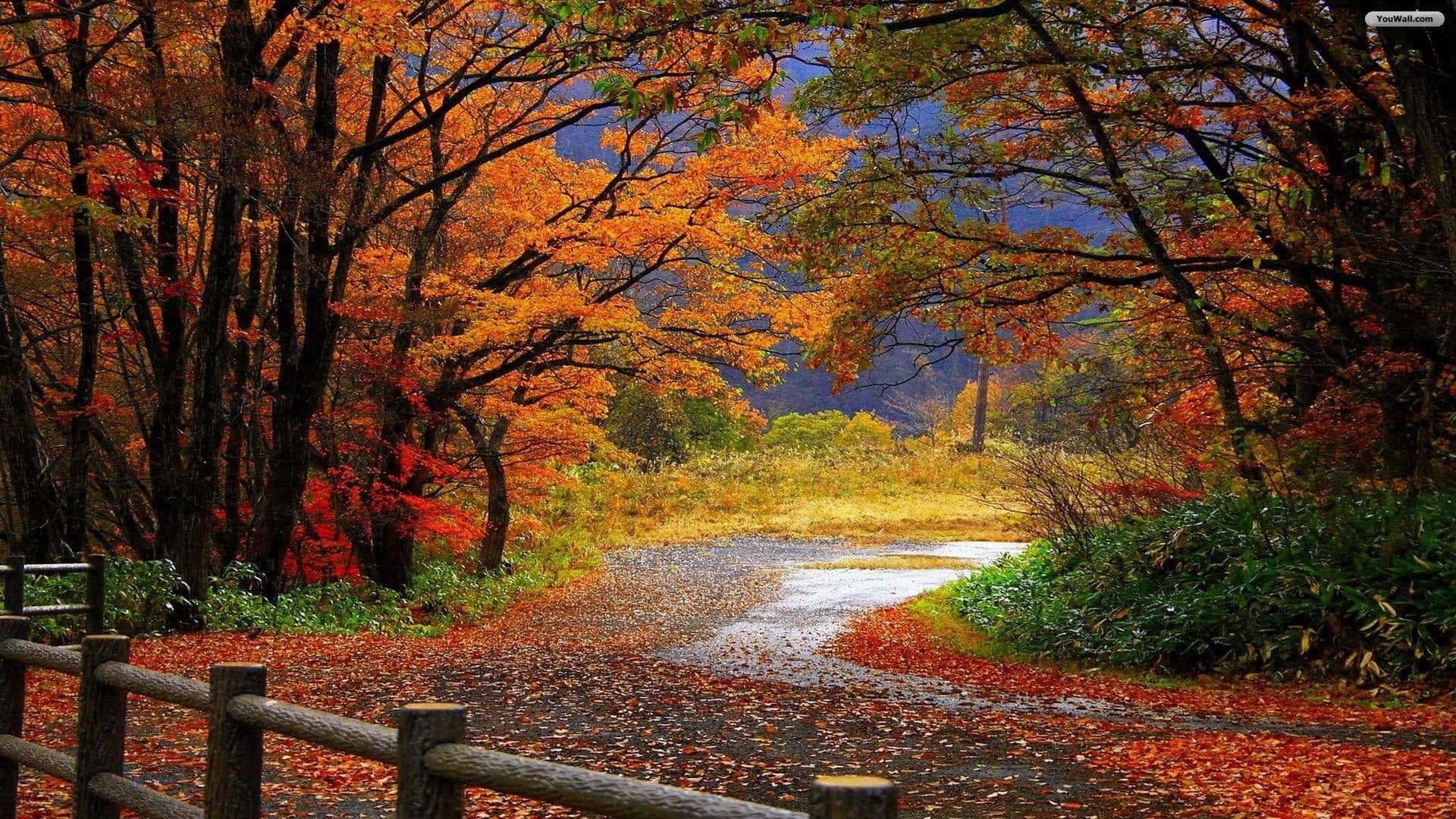 Scenery 桌布 壁紙 — 一條蜿蜒的小徑覆蓋著落下的紅色和橙色樹葉，在晴朗的藍天下被充滿活力的秋樹環繞。