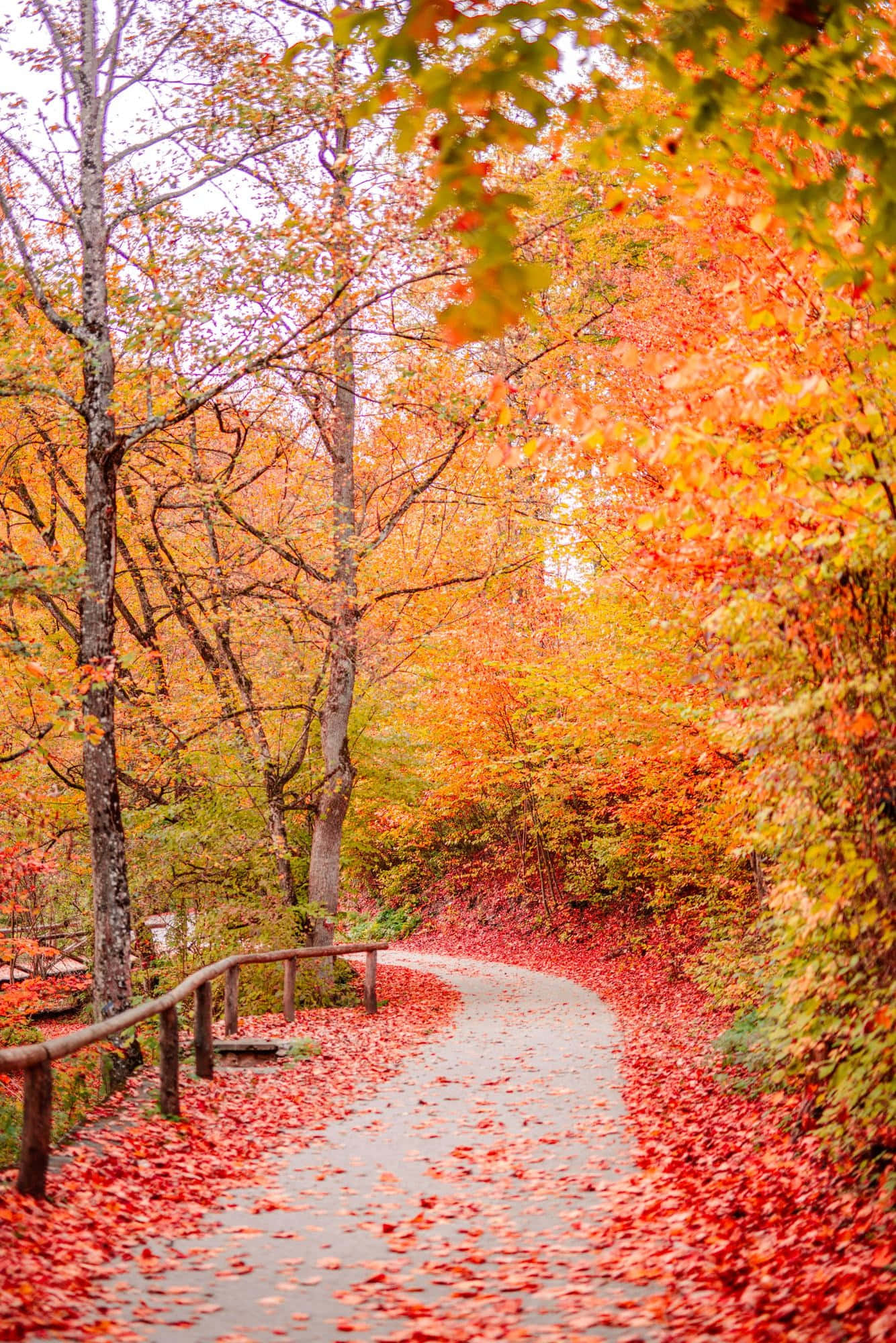 Autumn Trails 桌布 壁紙 — 一條蜿蜒的小徑覆蓋著鮮紅的樹葉，彎曲穿過一片秋色燦爛的森林。