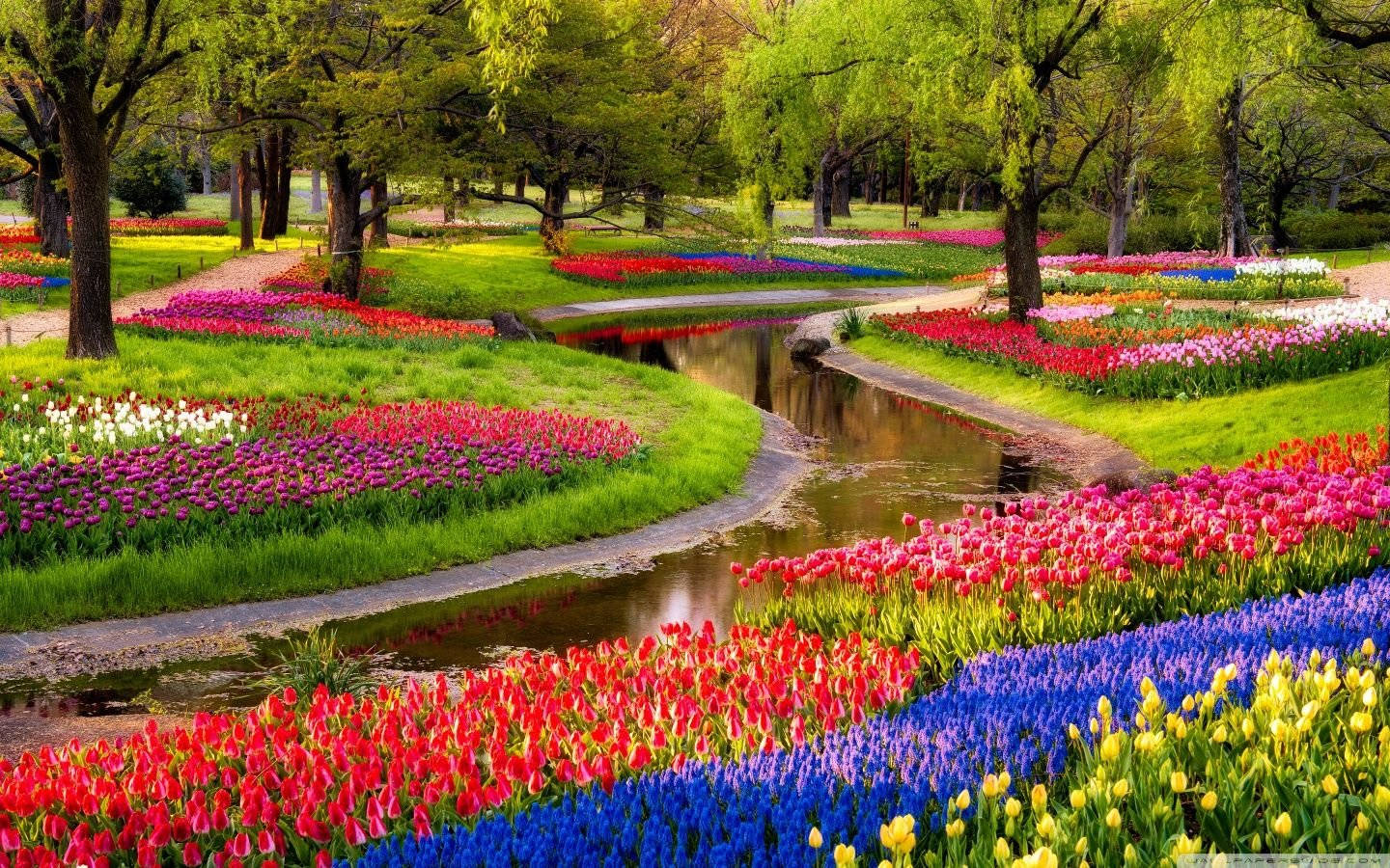 Most Beautiful Spring 桌布 壁紙 — 一條蜿蜒的小溪流過一個充滿活力的花園，花園裡盛開著紅色、粉紅色、藍色和黃色的鬱金香，在明亮的日光下。