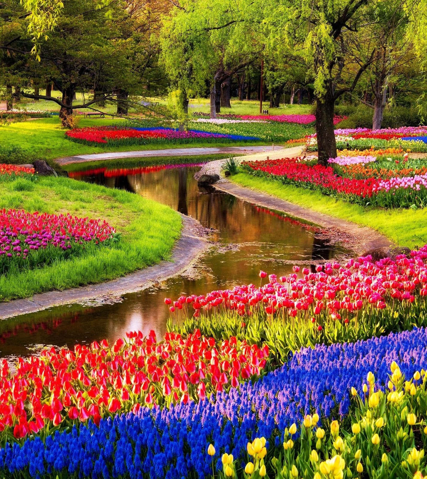 Spring Time 桌布 壁紙 — 一條蜿蜒的小溪穿過一個充滿活力的花園，花園裡開滿了紅色、粉紅色、藍色和黃色的鬱金香，沐浴在明媚的陽光下。