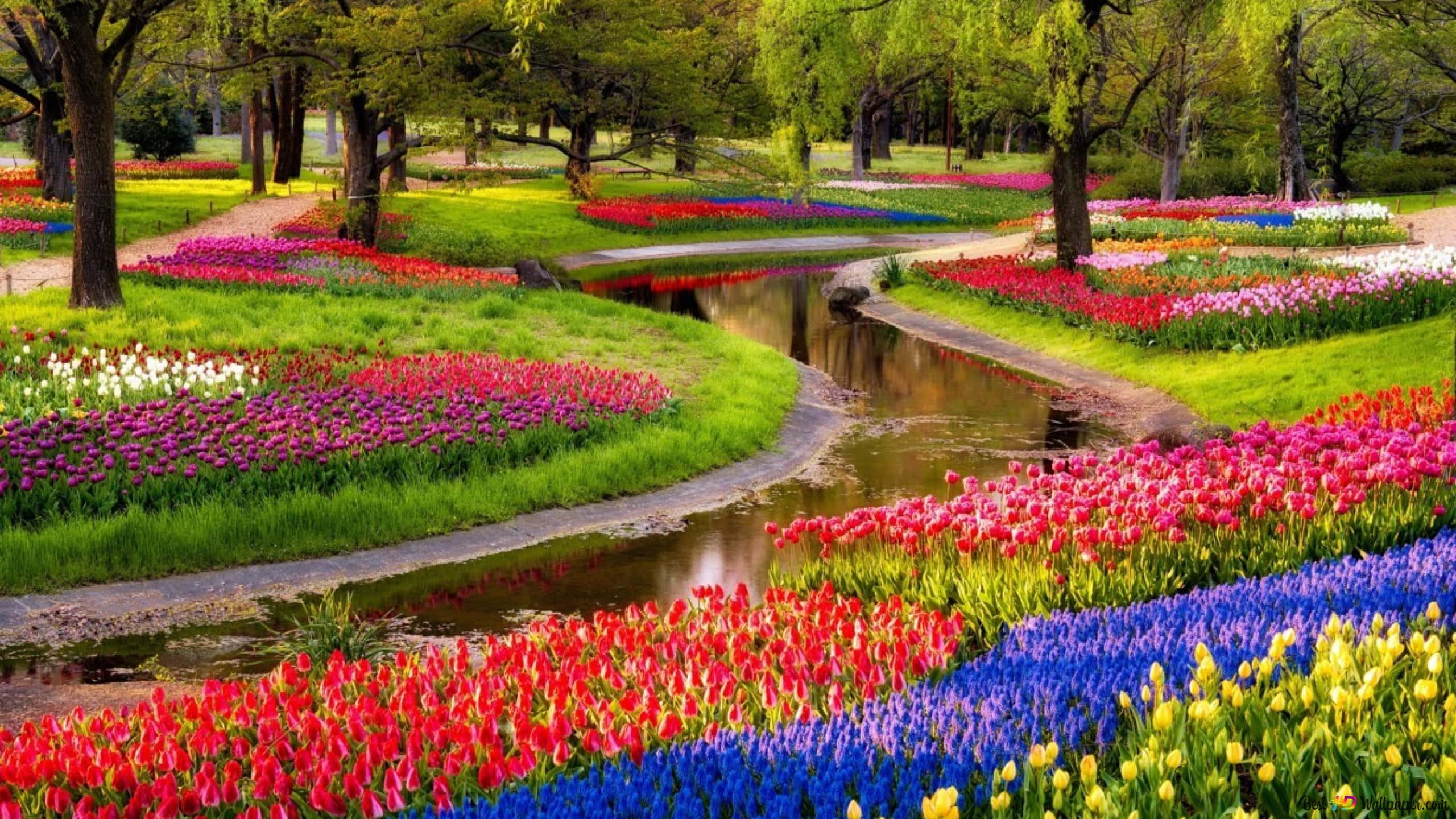 Spring Nature 桌布 壁紙 — 一條蜿蜒的小溪穿過一個充滿活力的花園，花園裡開滿了紅色、紫色、藍色和黃色的鬱金香，在明亮的日光下。