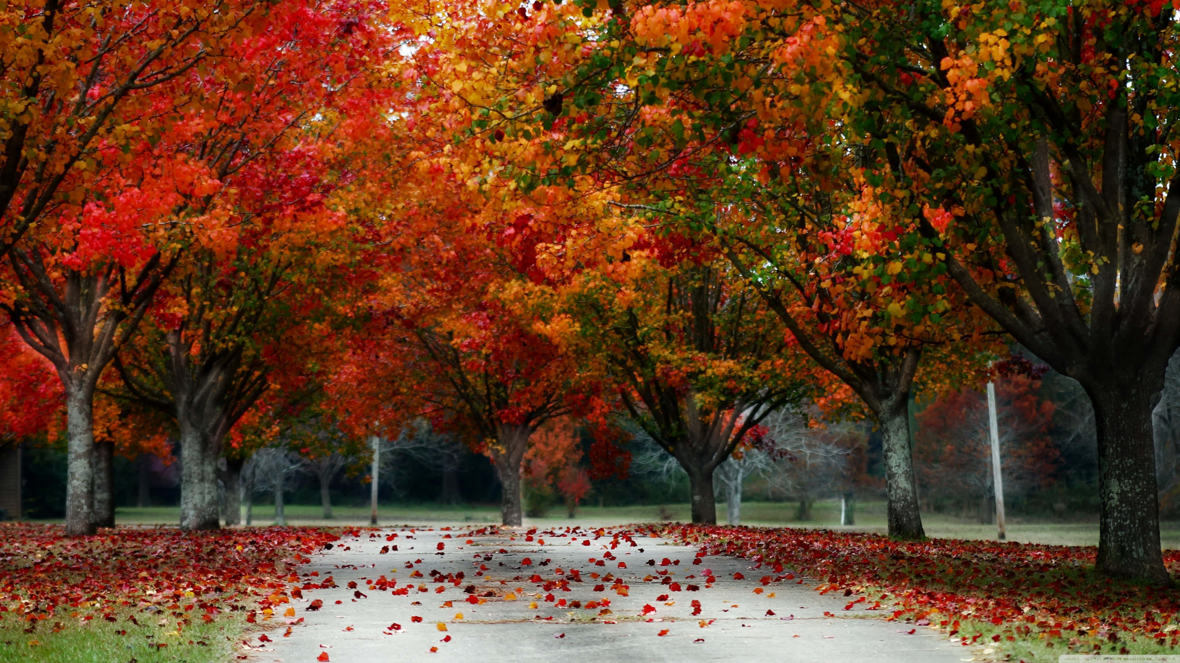 Beautiful Thanksgiving 桌布 壁紙 — 一條蜿蜒的小路，兩旁種滿了鮮紅、橙黃色的楓樹，樹枝在頭頂交織成拱形，落葉鋪滿了地面。