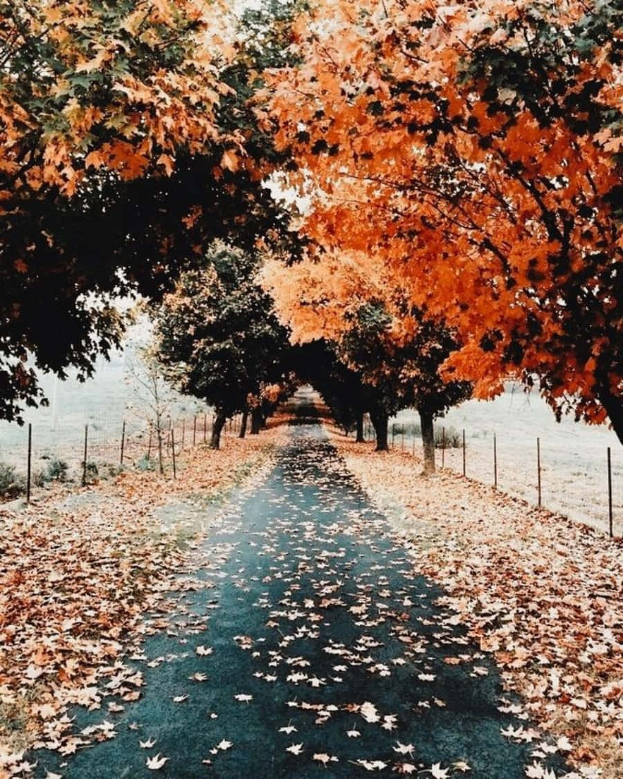 Autumn Season 桌布 壁紙 — 一條蜿蜒的小路兩旁種滿了鮮豔的橙色楓樹，樹枝在頭頂交織成拱形，地上鋪滿了落葉，沐浴在柔和的秋光中。