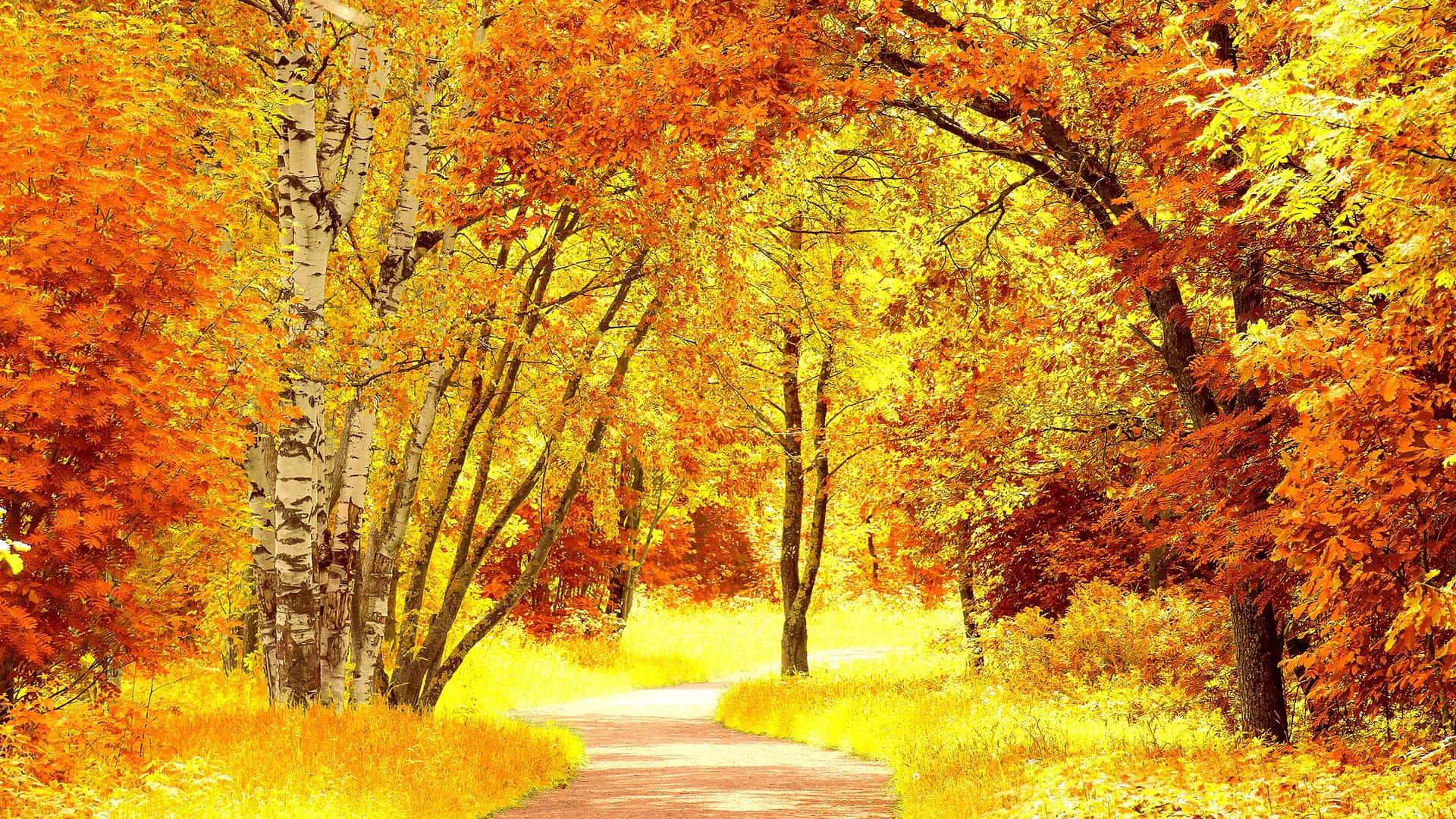 Nature Scenes 桌布 壁紙 — 一條蜿蜒的小路在火紅橙色和金黃色秋葉的樹冠下閃耀。