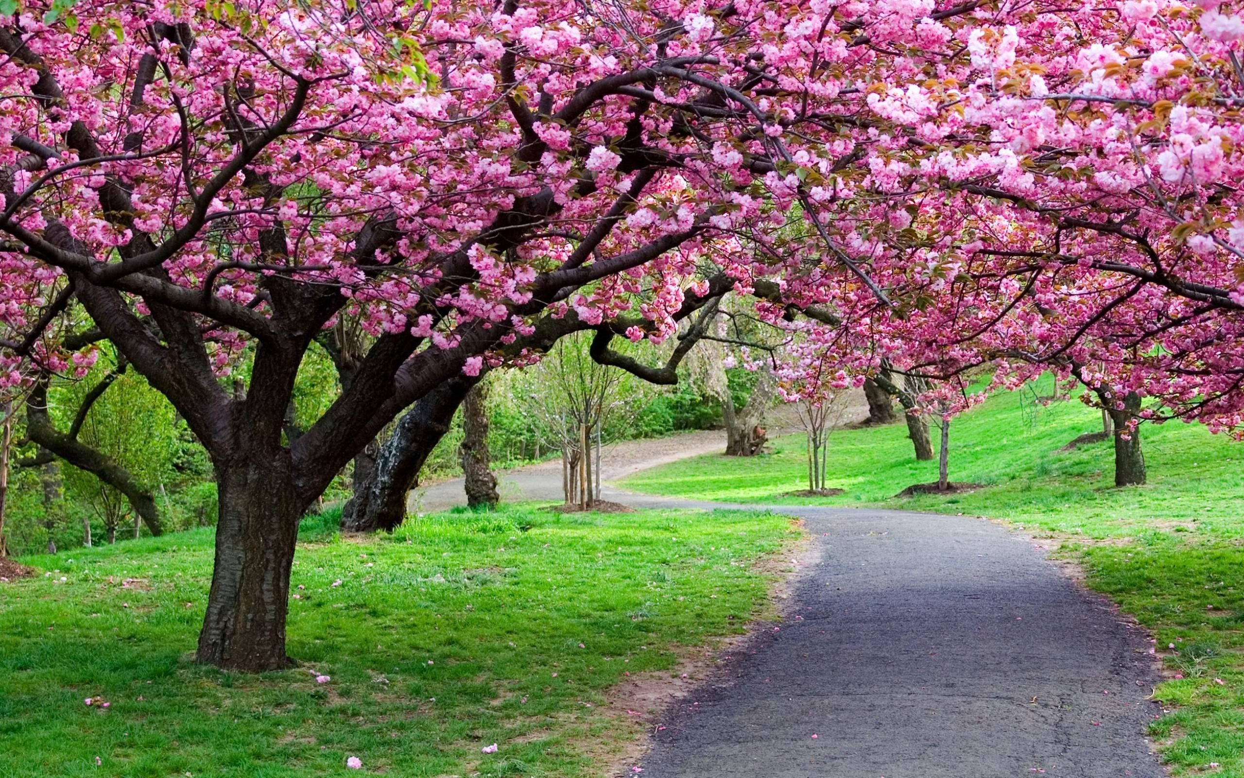 Sakura 桌布 壁紙 — 一條蜿蜒的小路在茂密的綠色公園中，在粉紅色櫻花的鮮豔樹冠下彎曲。