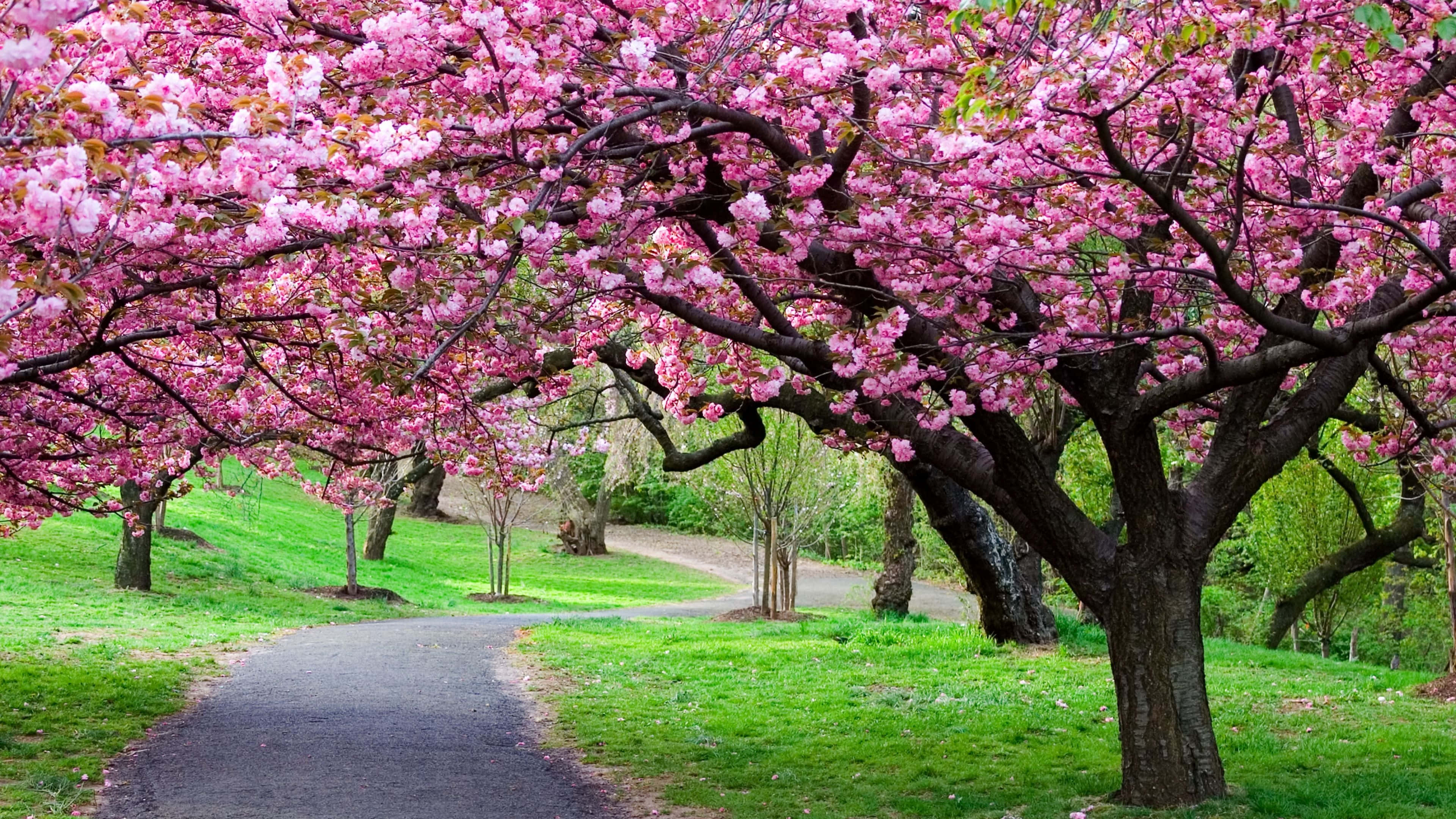 日式粉紅 桌布 壁紙 — 一條蜿蜒的小路在茂密綠色公園中，彎曲在充滿活力的粉紅色櫻花樹冠下。