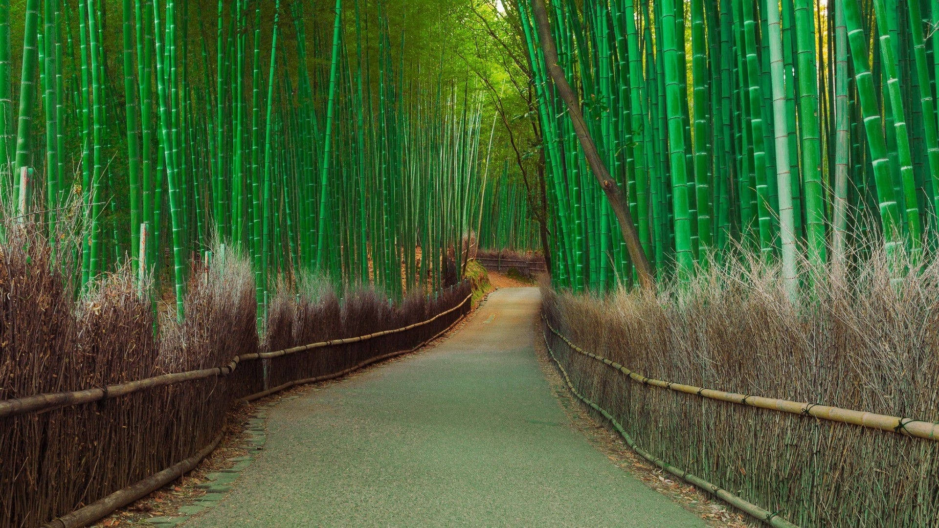 Bamboo 桌布 壁紙 — 一條蜿蜒的小路穿過茂密的竹林，兩旁是高高的綠色竹竿和乾草。