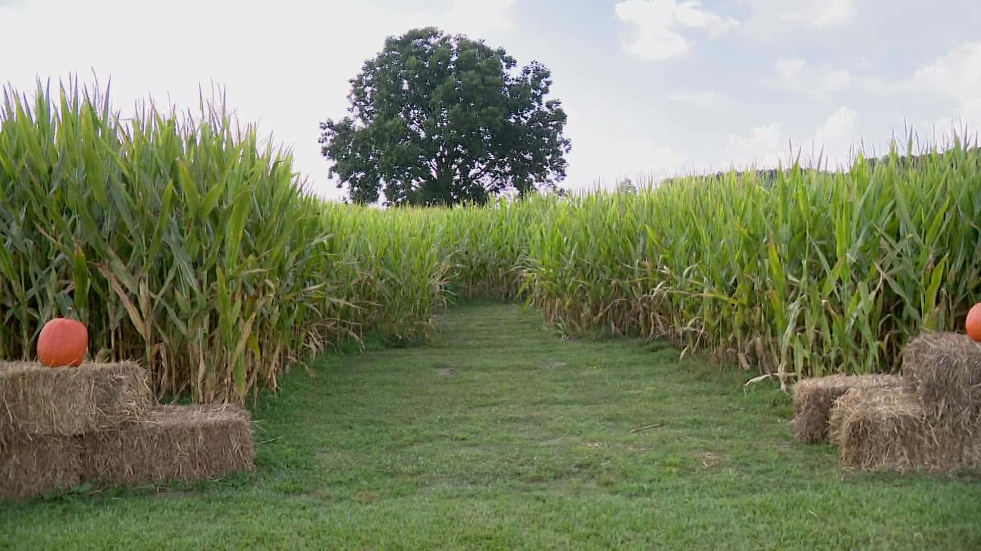 Haunted Corn Mazes 桌布 壁紙 — 一條蜿蜒的小路穿過高高的綠色玉米田，兩旁有乾草捆和南瓜，明亮的天空下遠處有一棵孤樹。