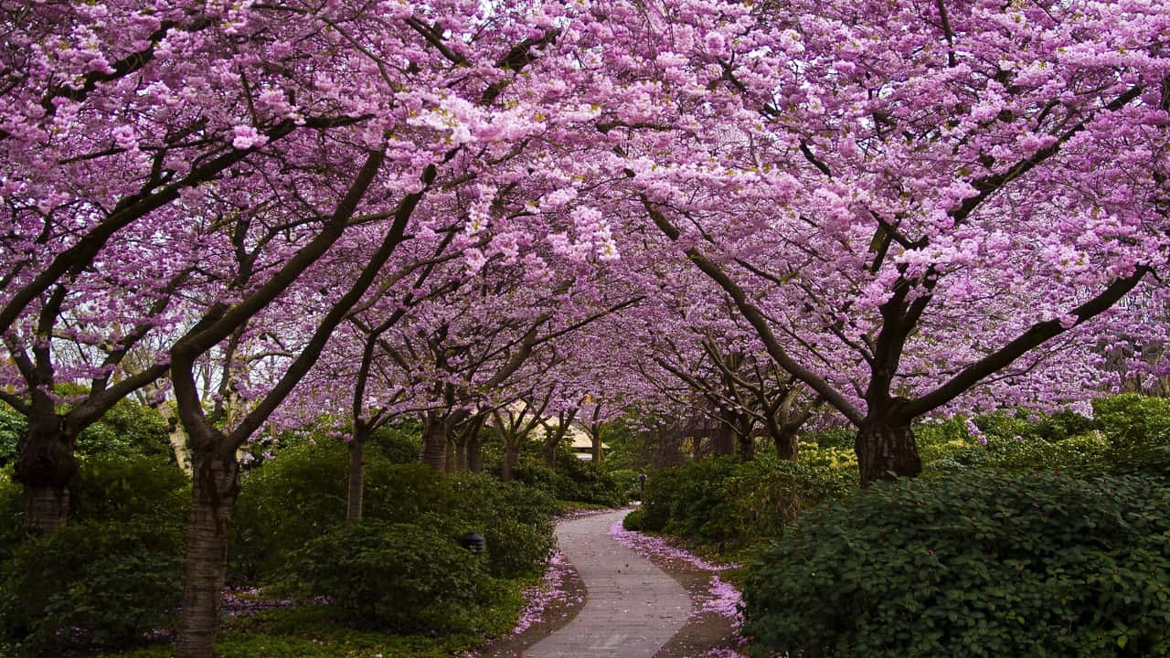Cherry Blossoms 桌布 壁紙 — 一條蜿蜒的小路被充滿活力的粉紅色櫻花樹冠框住，兩旁是茂密的綠色灌木。