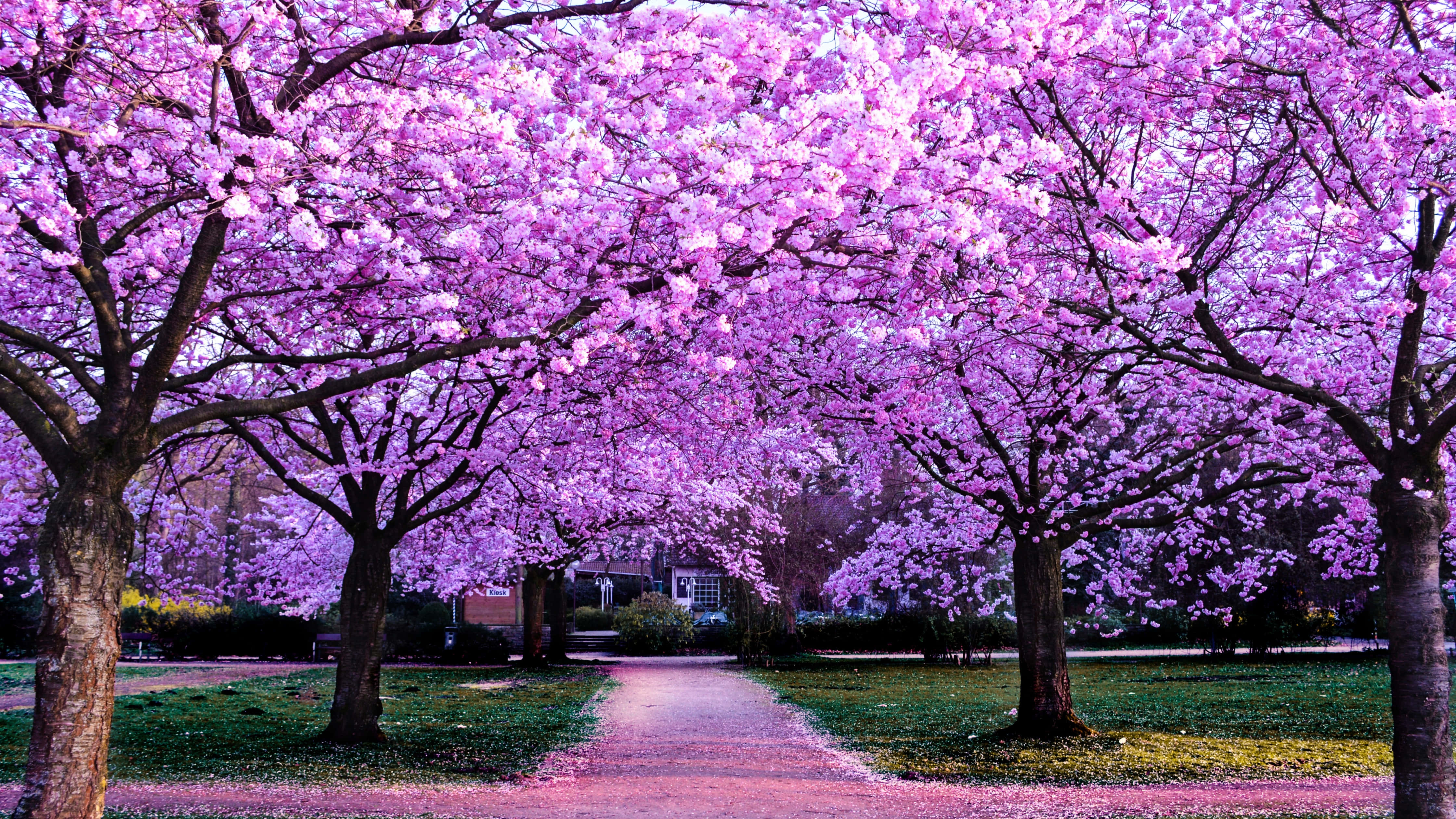 Cherry Blossoms Anime Scenery 桌布 壁紙 — 一條蜿蜒的小路被盛開的粉紅色櫻花樹環繞，在柔和的光線下顯得生機勃勃。