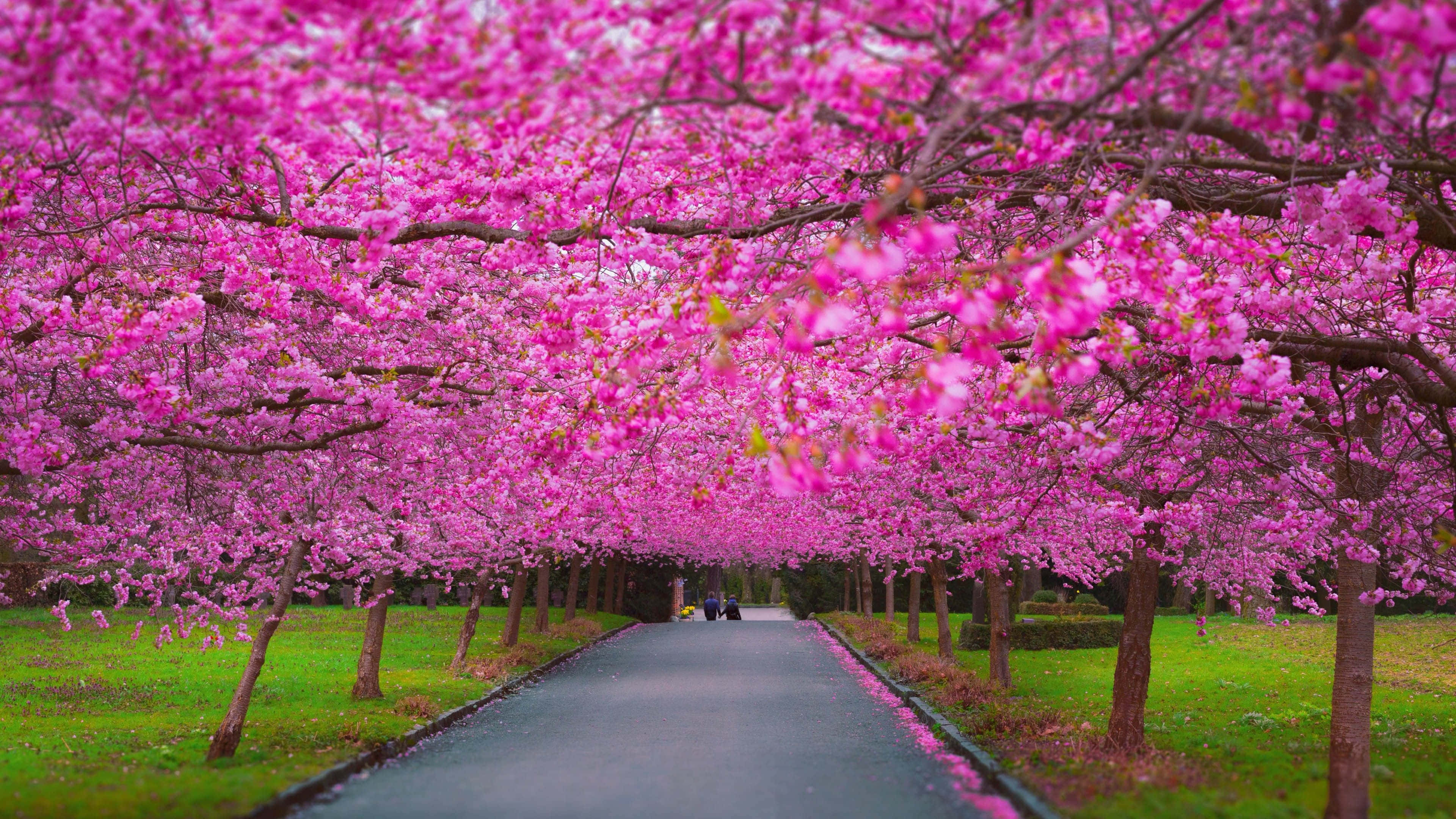 Spring Trees 桌布 壁紙 — 一條蜿蜒的小路被頭頂上充滿活力的粉紅色櫻花樹冠框住，兩旁是綠草。