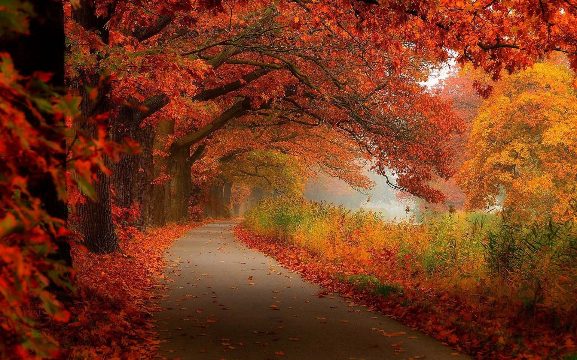 Fall Leaves 桌布 壁紙 — 一條蜿蜒的小路被鮮豔的紅色和橙色秋樹環繞，落葉鋪滿地面。