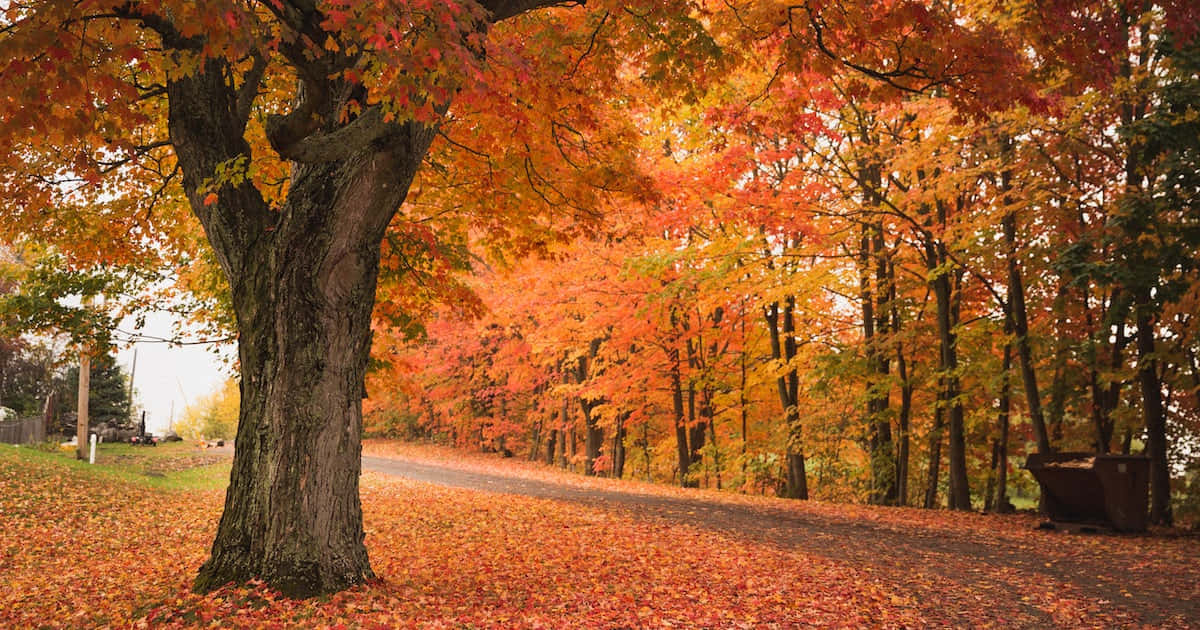 公園 桌布 壁紙 — 一條蜿蜒的小路覆蓋著鮮豔的橙色和紅色秋葉，穿過左邊有一棵大樹的森林。