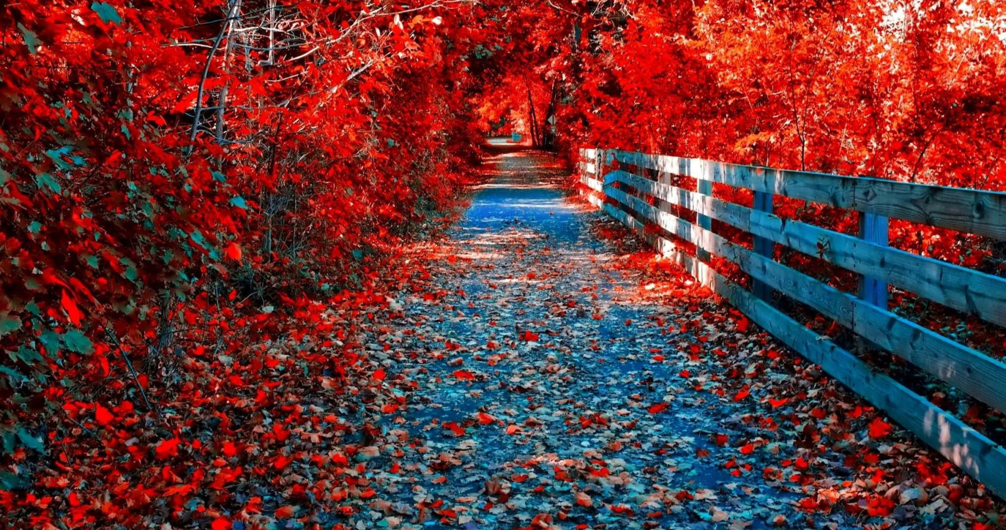 Road 桌布 壁紙 — 一條蜿蜒的小路鋪滿紅葉，穿過一條火紅秋樹隧道，右邊有一道風化的木柵欄。