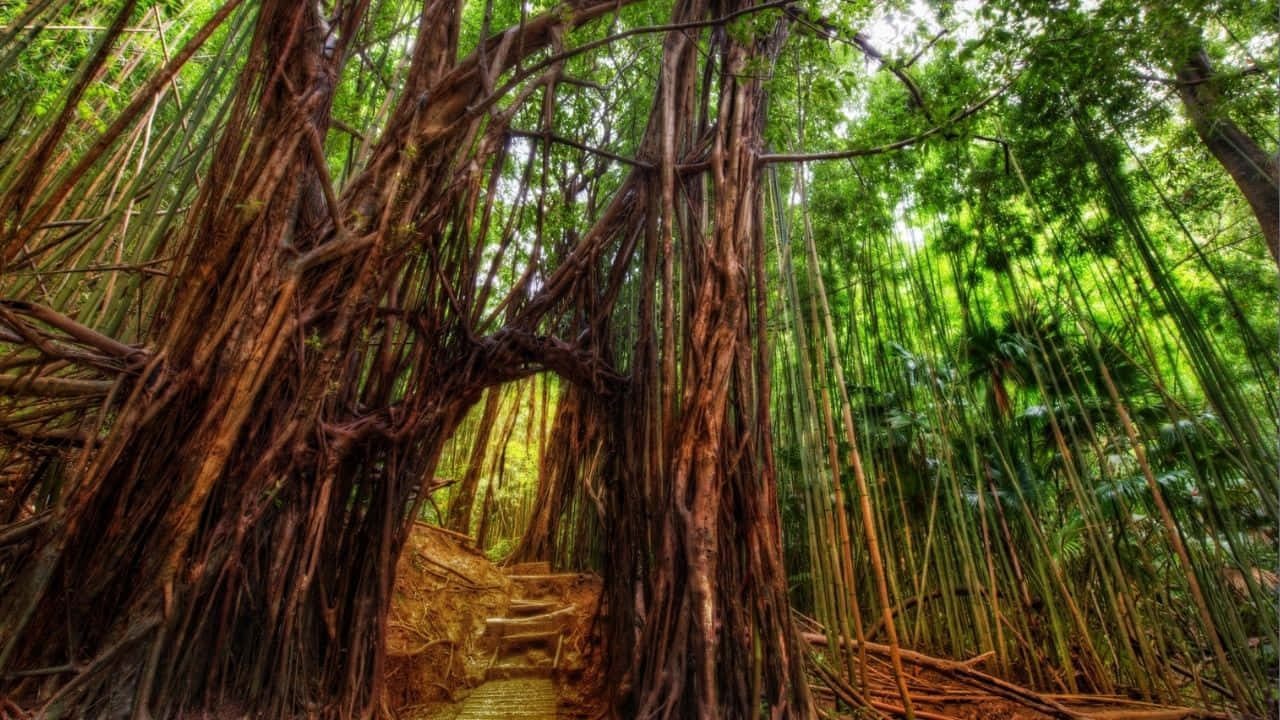 720p Bamboo 桌布 壁紙 — 一條蜿蜒的木棧道穿過一棵巨大的榕樹下，其粗壯的氣根在茂密的綠色竹林形成一道天然的拱門。