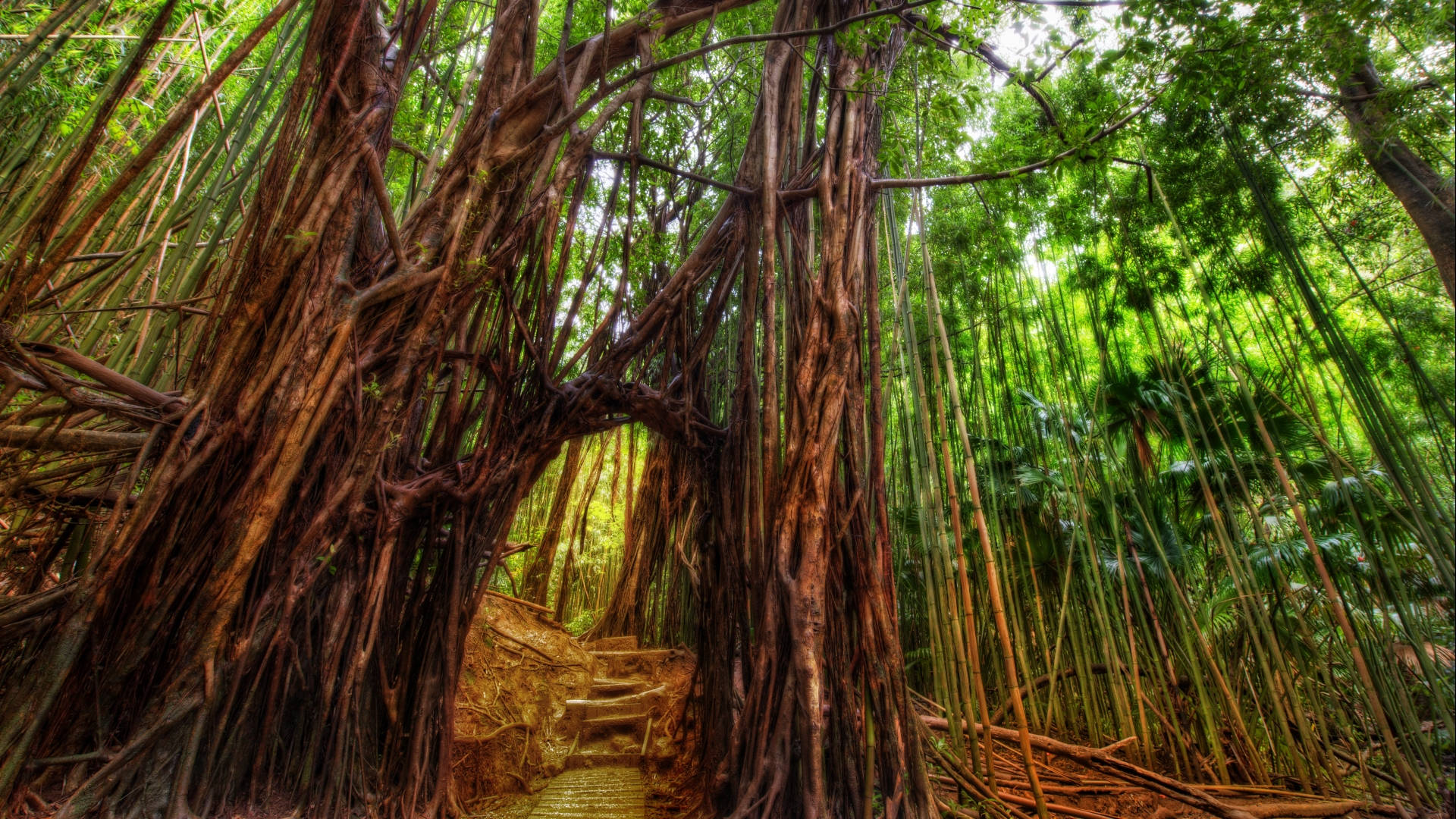 Bamboo HD 桌布 壁紙 — 一條蜿蜒的木棧道穿過一棵巨大的榕樹，其粗壯的氣根形成天然拱門，位於茂密的綠色竹林之中。