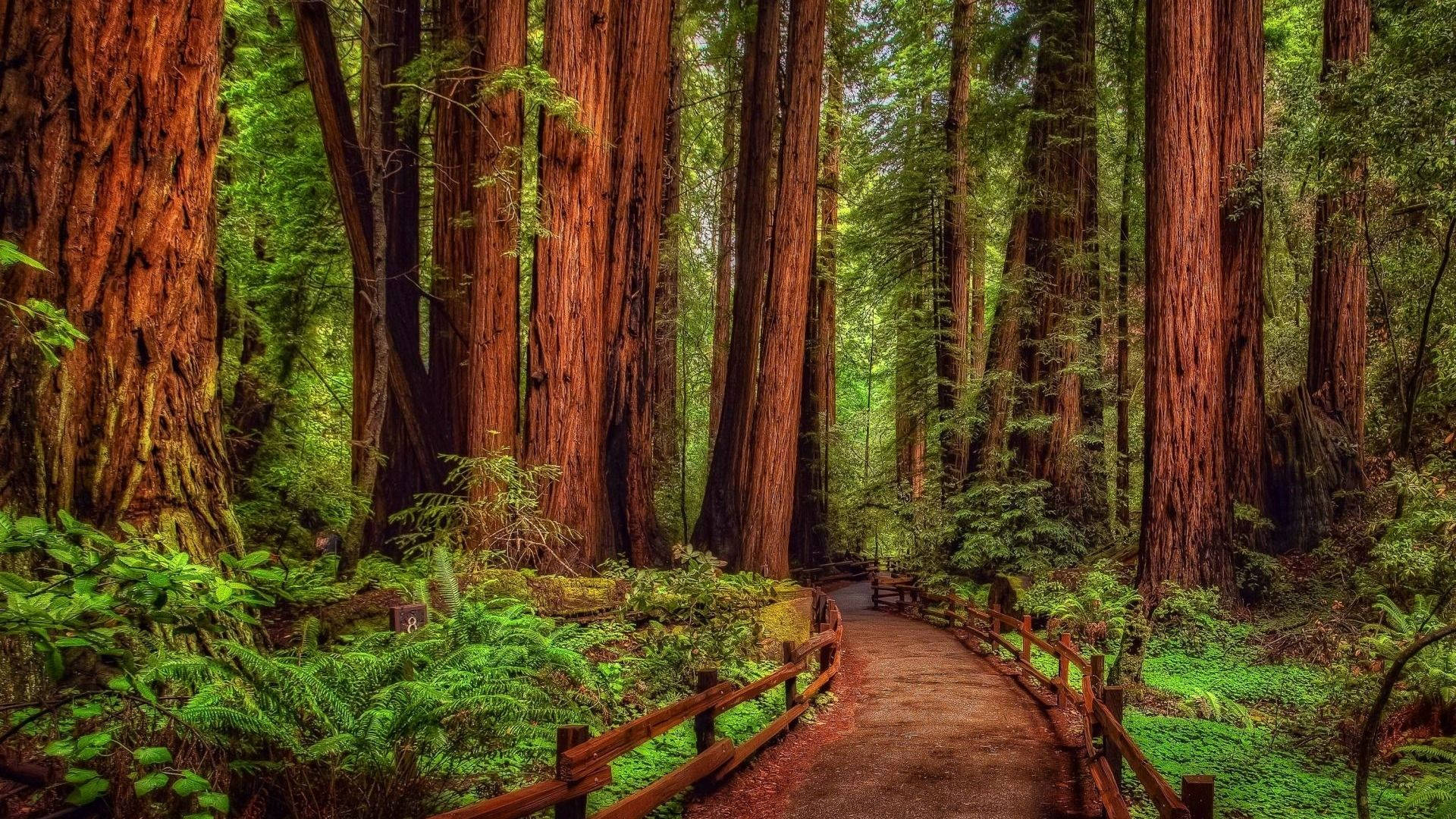 Redwood 桌布 壁紙 — 一條蜿蜒的木棧道穿過沐浴在斑駁陽光下的高聳紅杉林。