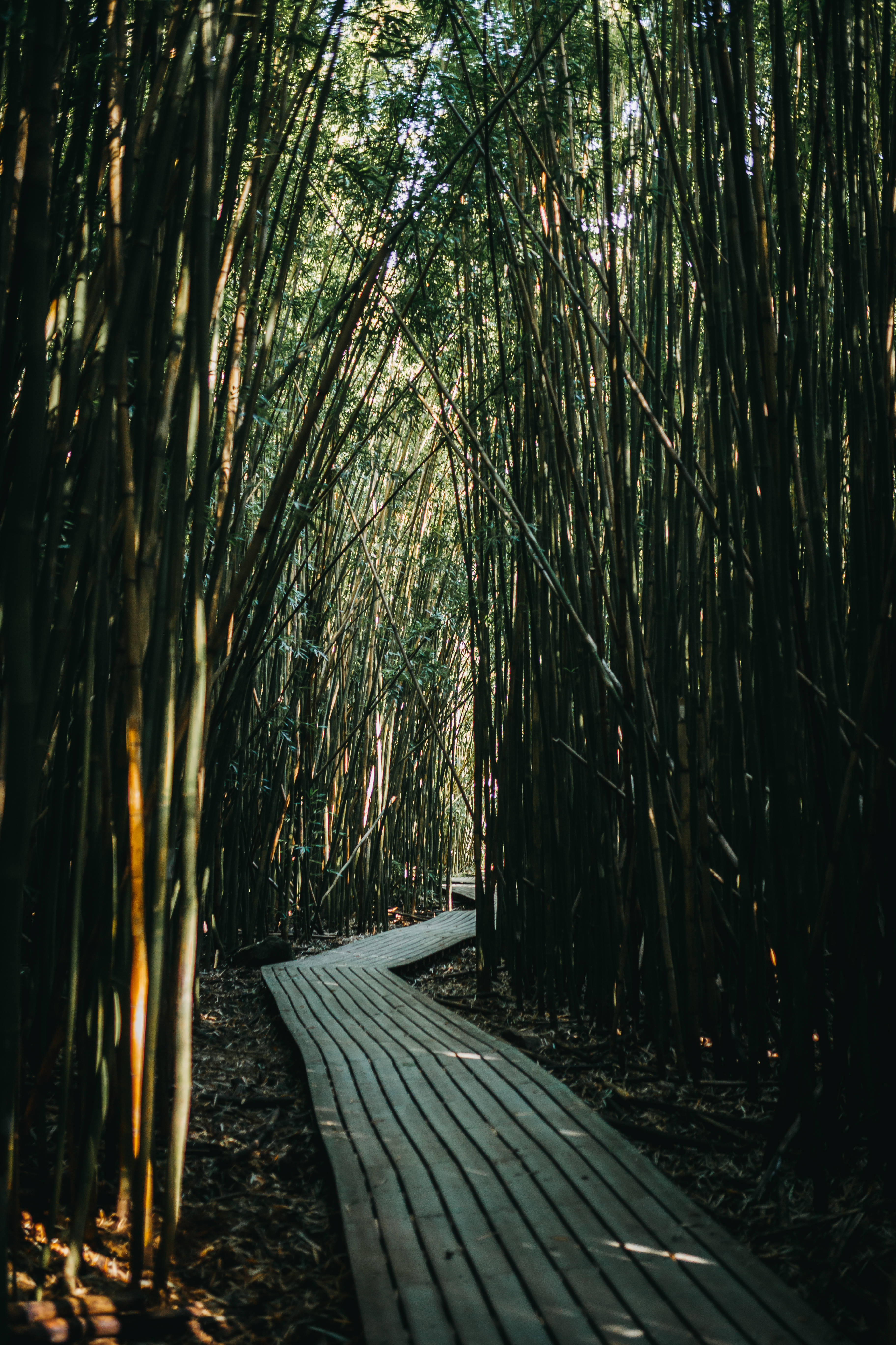 Bamboo 桌布 壁紙 — 一條蜿蜒的木棧道穿過茂密的竹林，斑駁的陽光透過高大的綠色竹桿灑落下來。