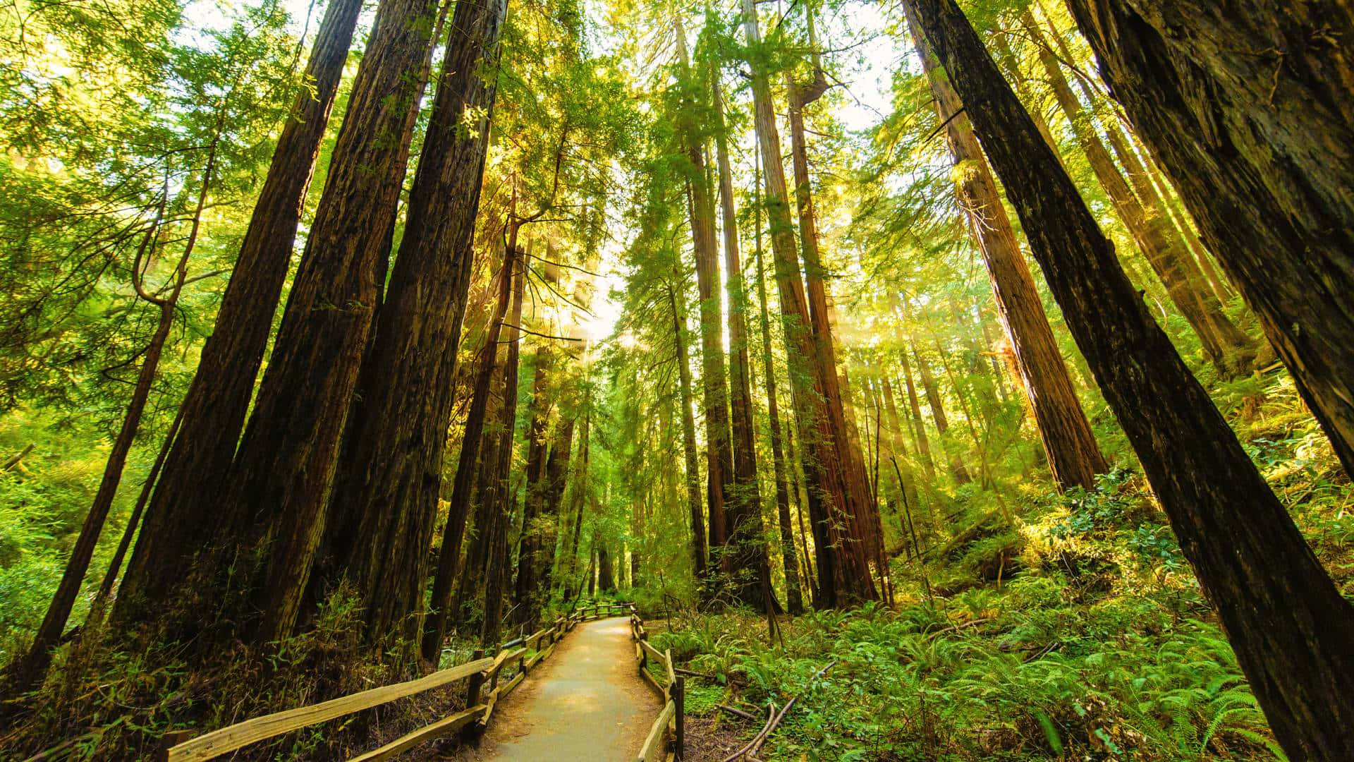 Redwood Trees 桌布 壁紙 — 一條蜿蜒的木棧道穿過高聳的紅杉林，沐浴在透過茂密綠色樹冠灑落的金色陽光中。