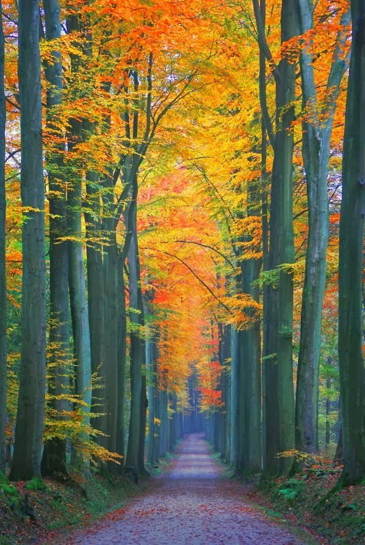 Beautiful Autumn 桌布 壁紙 — 一條蜿蜒的森林小徑，兩旁高聳的樹木展現出鮮豔的橙色、黃色和紅色秋葉，形成隧道效果。