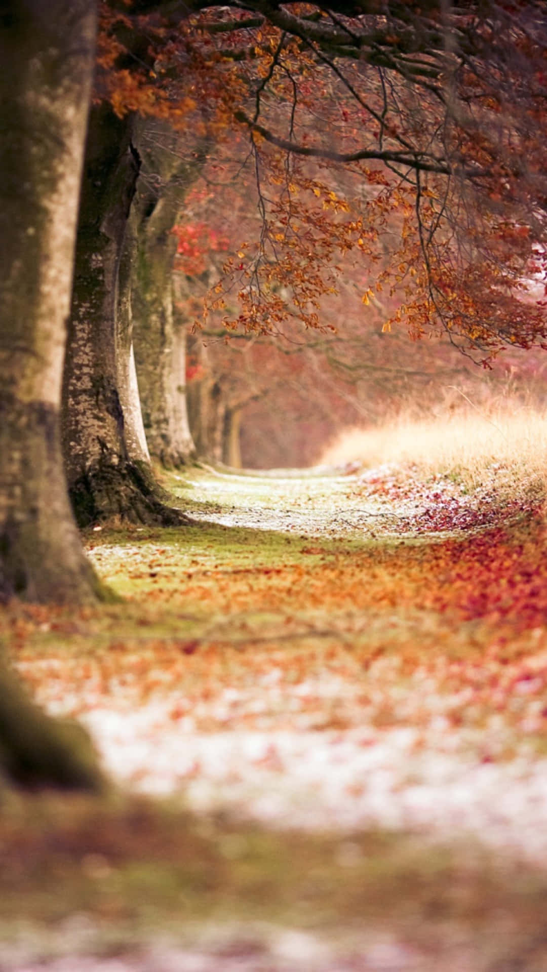 Autumn iPhone 6 Plus 桌布 壁紙 — 一條蜿蜒的森林小徑，在秋樹的樹冠下覆蓋著掉落的紅色和橙色樹葉。
