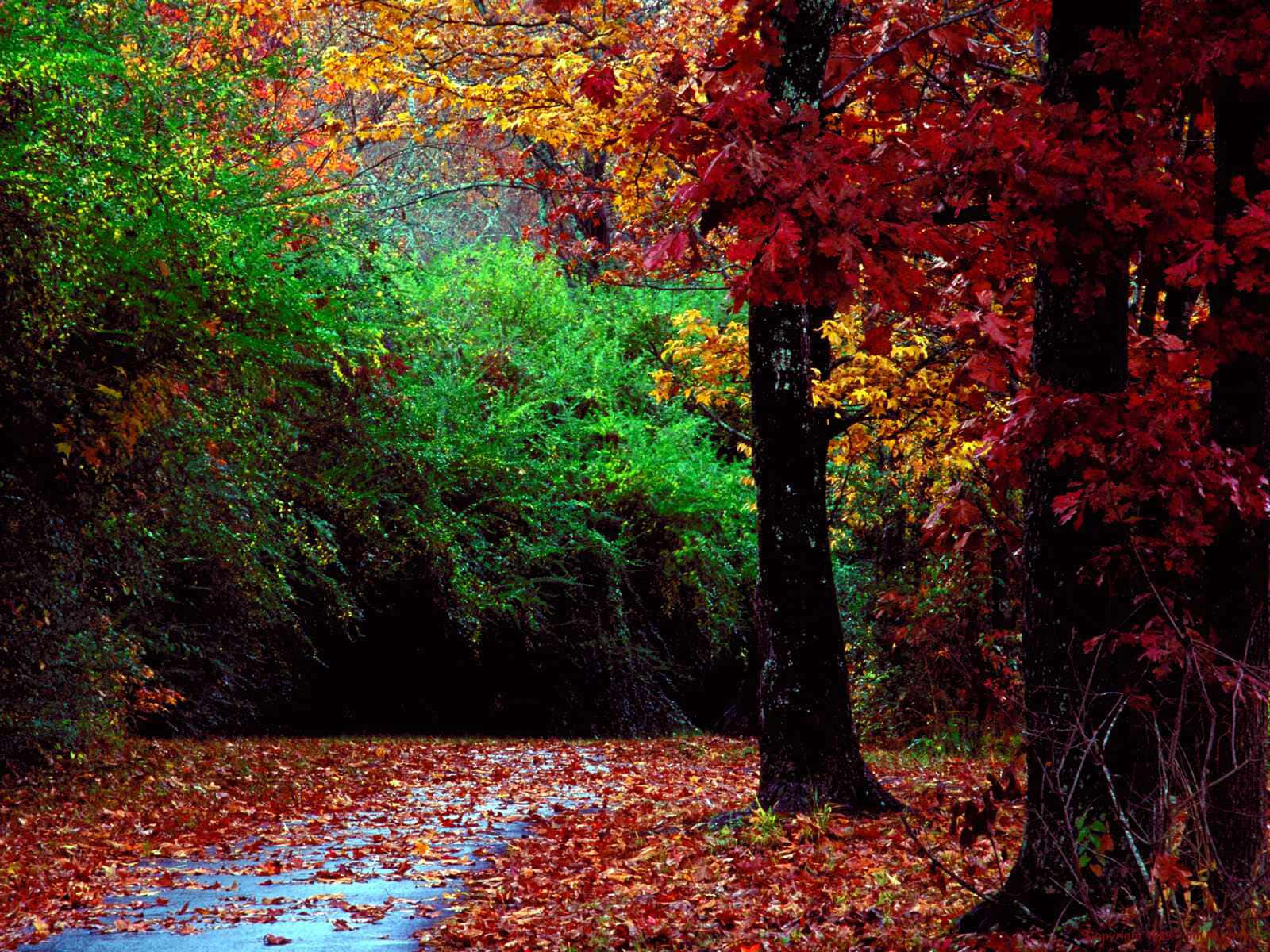 Fall Landscape 桌布 壁紙 — 一條蜿蜒的森林小徑，覆蓋著紅色和橙色的落葉，上方是秋樹的樹冠，下方是充滿活力的綠色灌木叢。