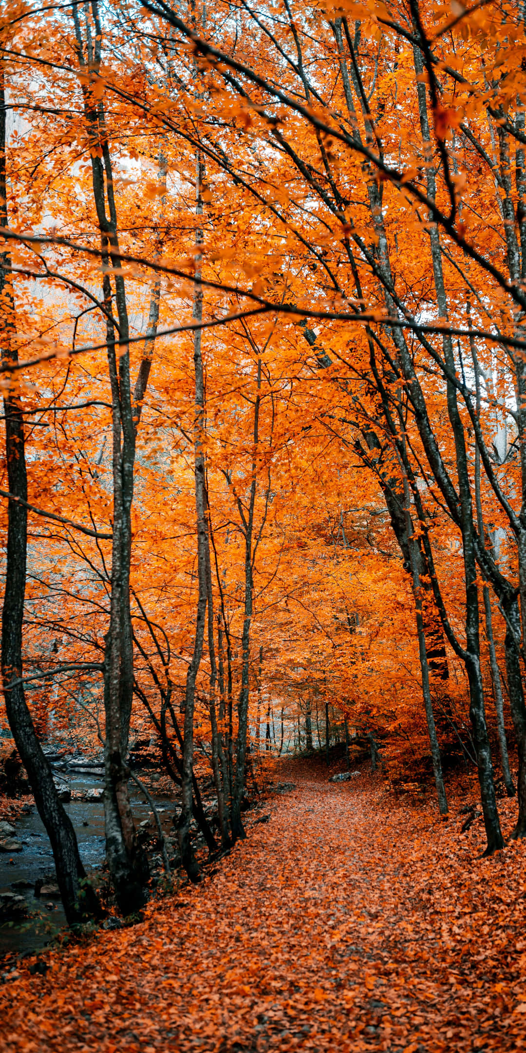 Pixel 3 Autumn 桌布 壁紙 — 一條蜿蜒的森林小徑，覆蓋著鮮豔的橙色樹葉，上方是火紅的秋樹樹冠。