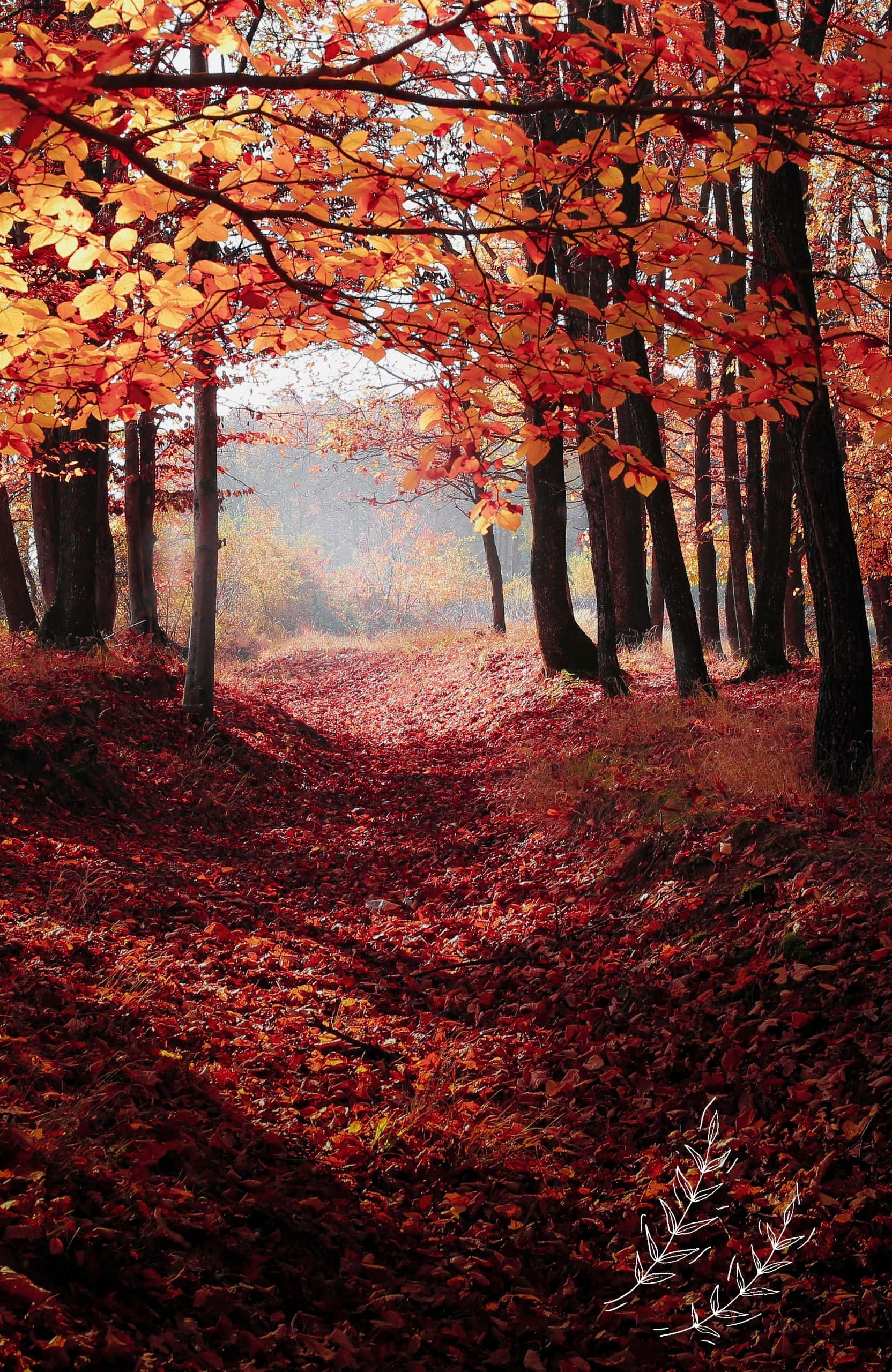 Best Fall 桌布 壁紙 — 一條蜿蜒的森林小徑，鋪滿了深紅和琥珀色的落葉，上方是秋日樹冠，在柔和陽光下閃耀。