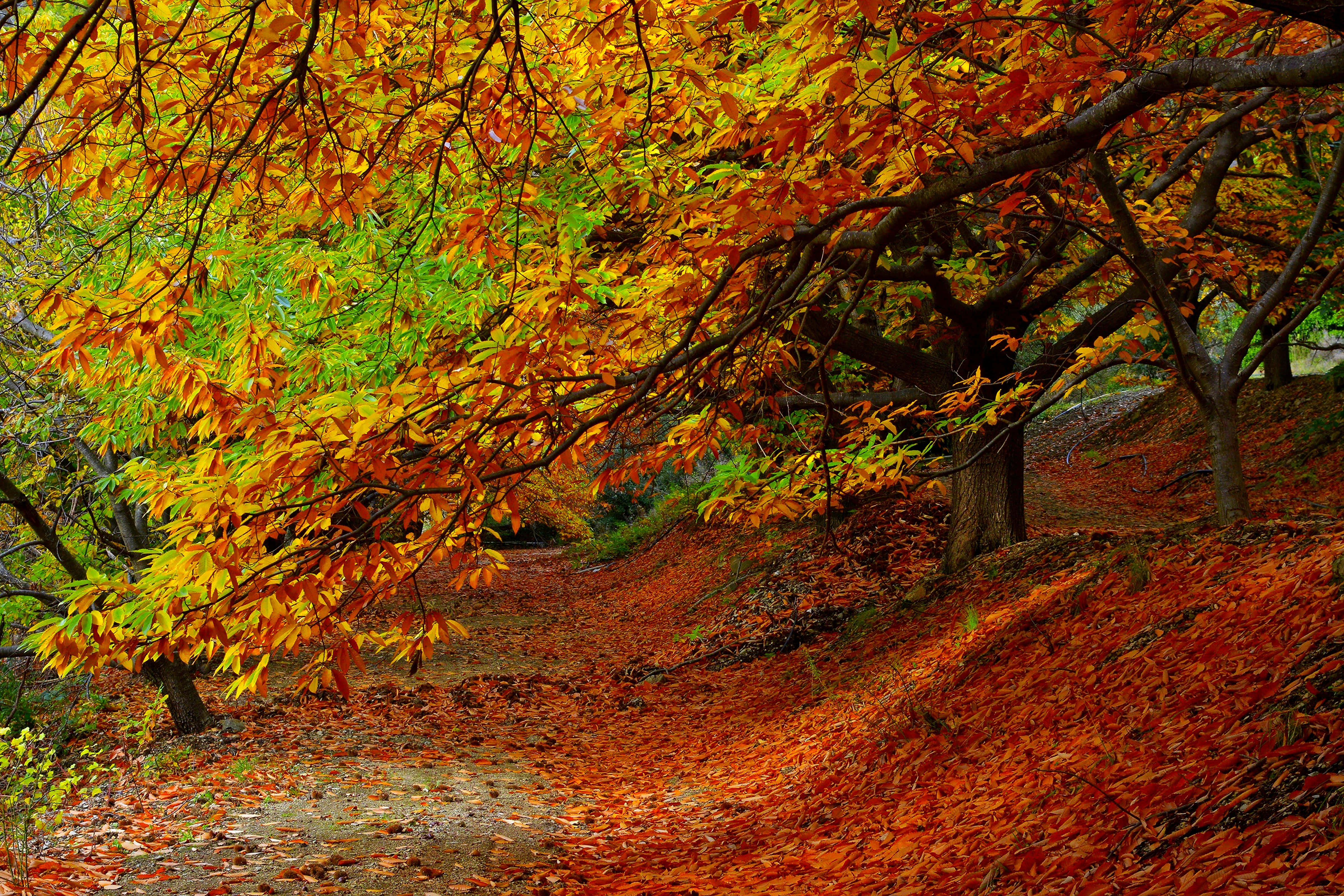 Autumn Foliage 桌布 壁紙 — 一條蜿蜒的森林小徑，鋪滿了火紅橙色的秋葉，上方是充滿活力的黃綠色樹冠。