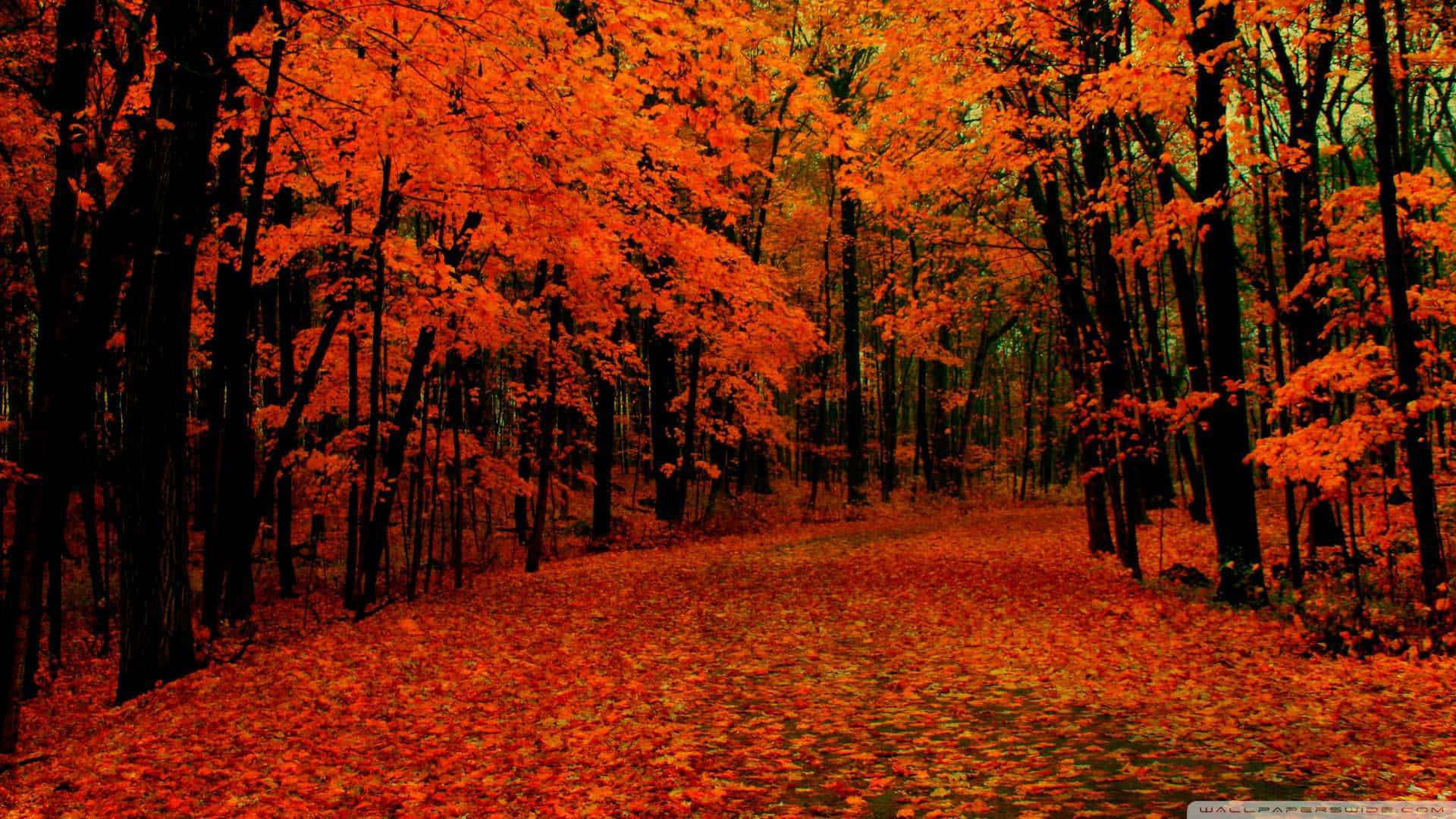 Cool Fall 桌布 壁紙 — 一條蜿蜒的森林小徑，鋪滿了火紅的橙色落葉，上方是秋日的樹冠。