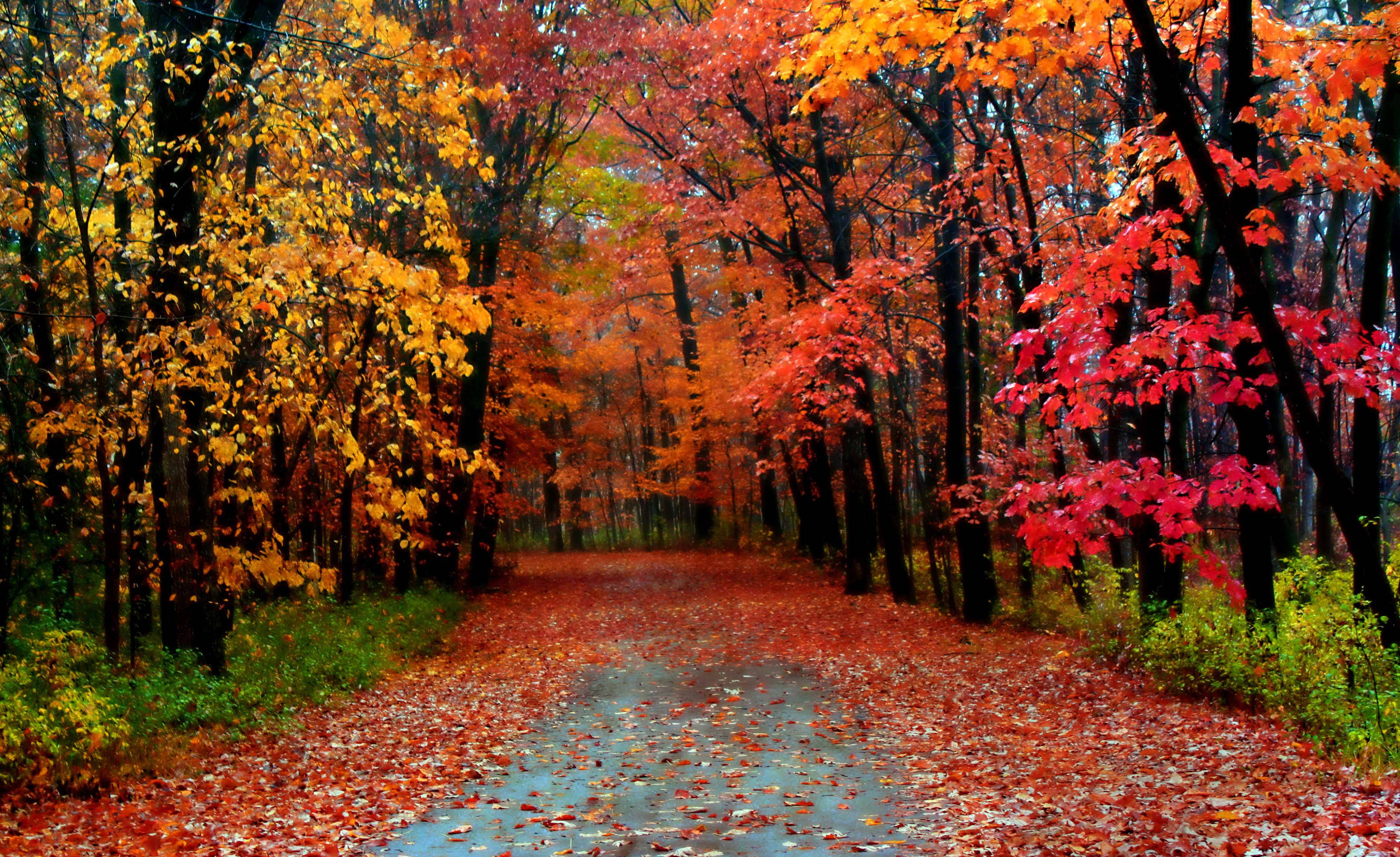 Autumn Season 桌布 壁紙 — 一條蜿蜒的森林小徑，鋪滿了紅色和橙色的落葉，延伸至秋樹的樹冠之中。