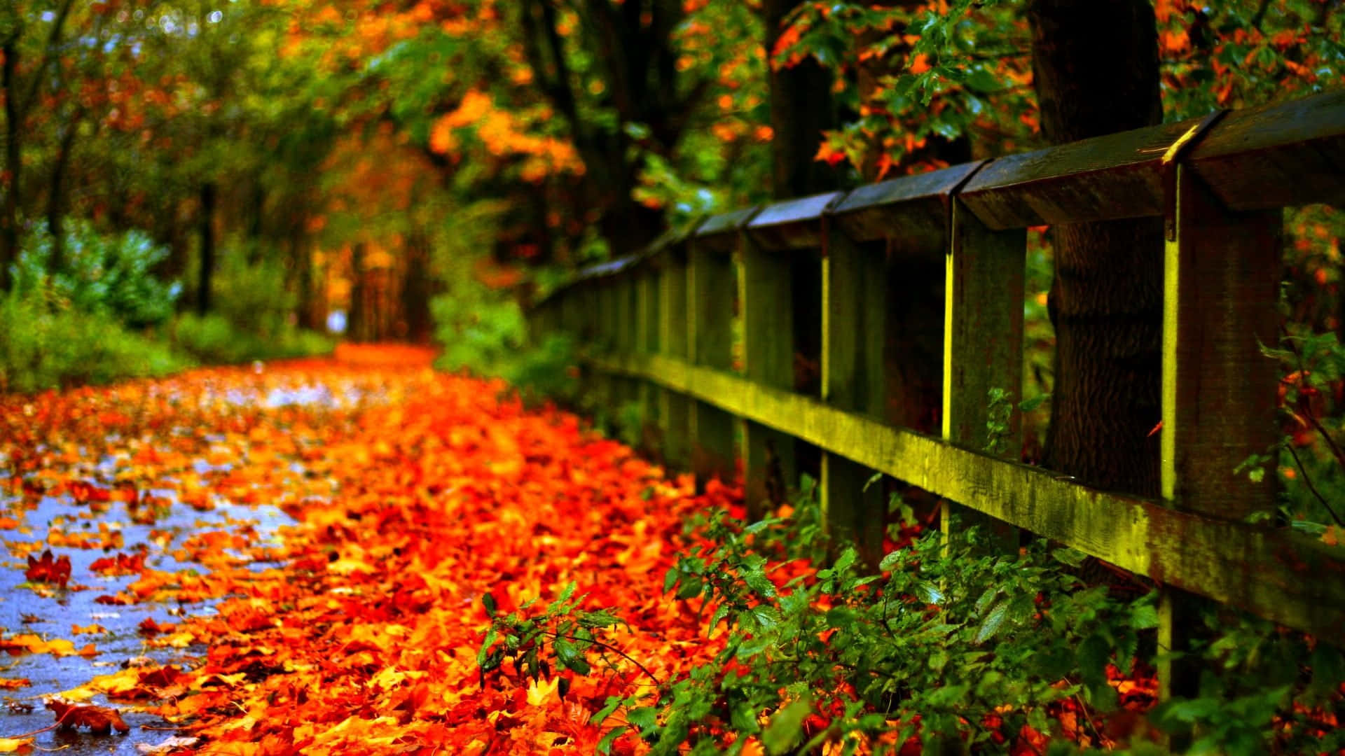 Fallen Leaves 桌布 壁紙 — 一條蜿蜒的森林小徑，鋪滿了鮮豔的橙色和紅色秋葉，旁邊有一道風化的木柵欄。