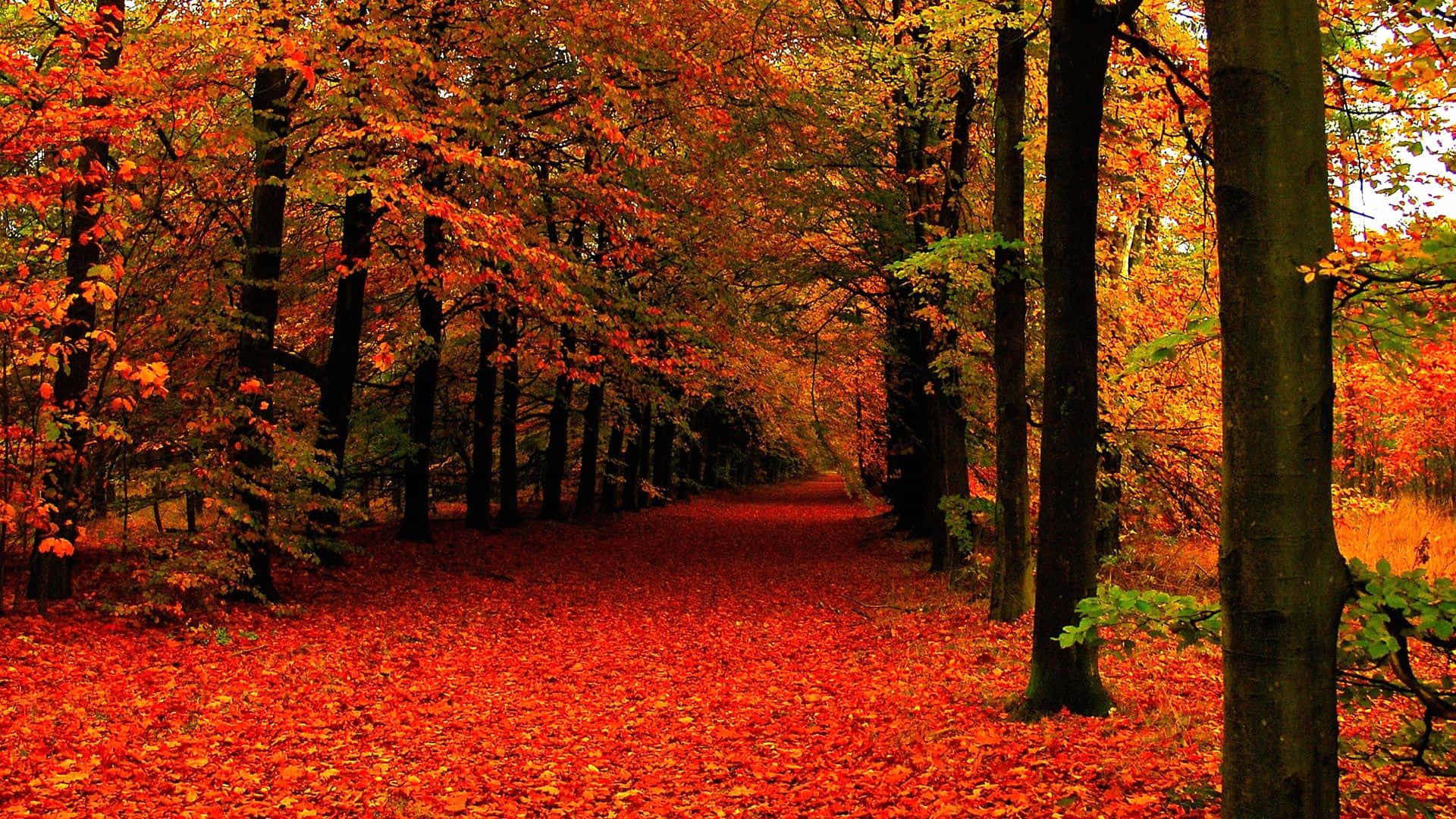 Fall Leaves 桌布 壁紙 — 一條蜿蜒的森林小徑，鋪滿火紅和橙色的秋葉，上方是色彩繽紛的樹冠。