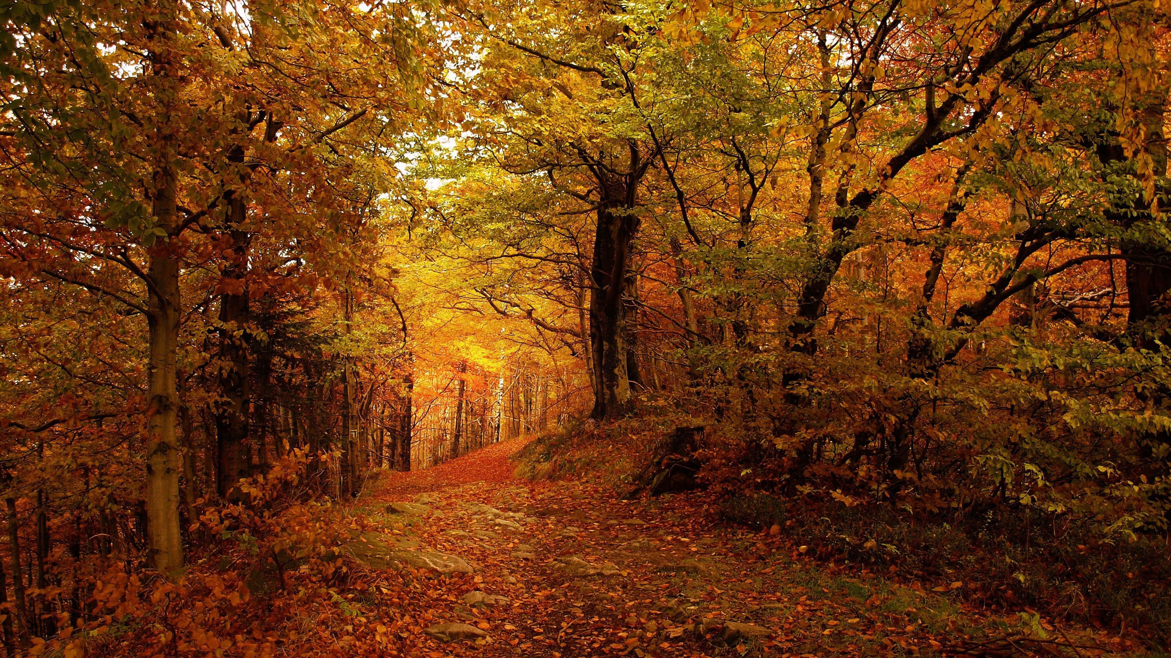 Fall Scenes 桌布 壁紙 — 一條蜿蜒的森林小徑，鋪滿金橙色落葉，上方是秋日樹冠。