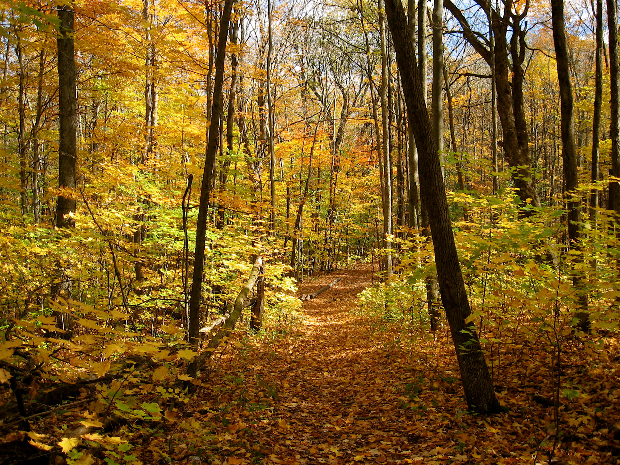 Autumn Trails 桌布 壁紙 — 一條蜿蜒的森林小徑，鋪滿金黃色的秋葉，沐浴在穿過高聳樹木的溫暖陽光中。