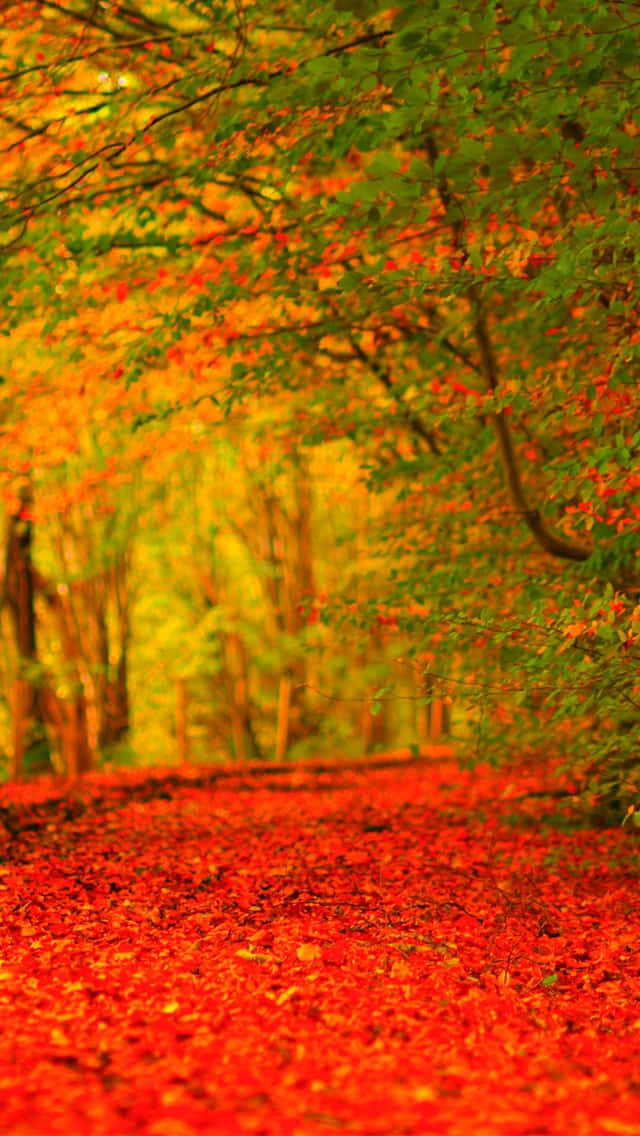 Autumn iPhone 6 Plus 桌布 壁紙 — 一條蜿蜒的森林小徑，鋪滿鮮紅色的落葉，上方是橙色和綠色的樹冠。