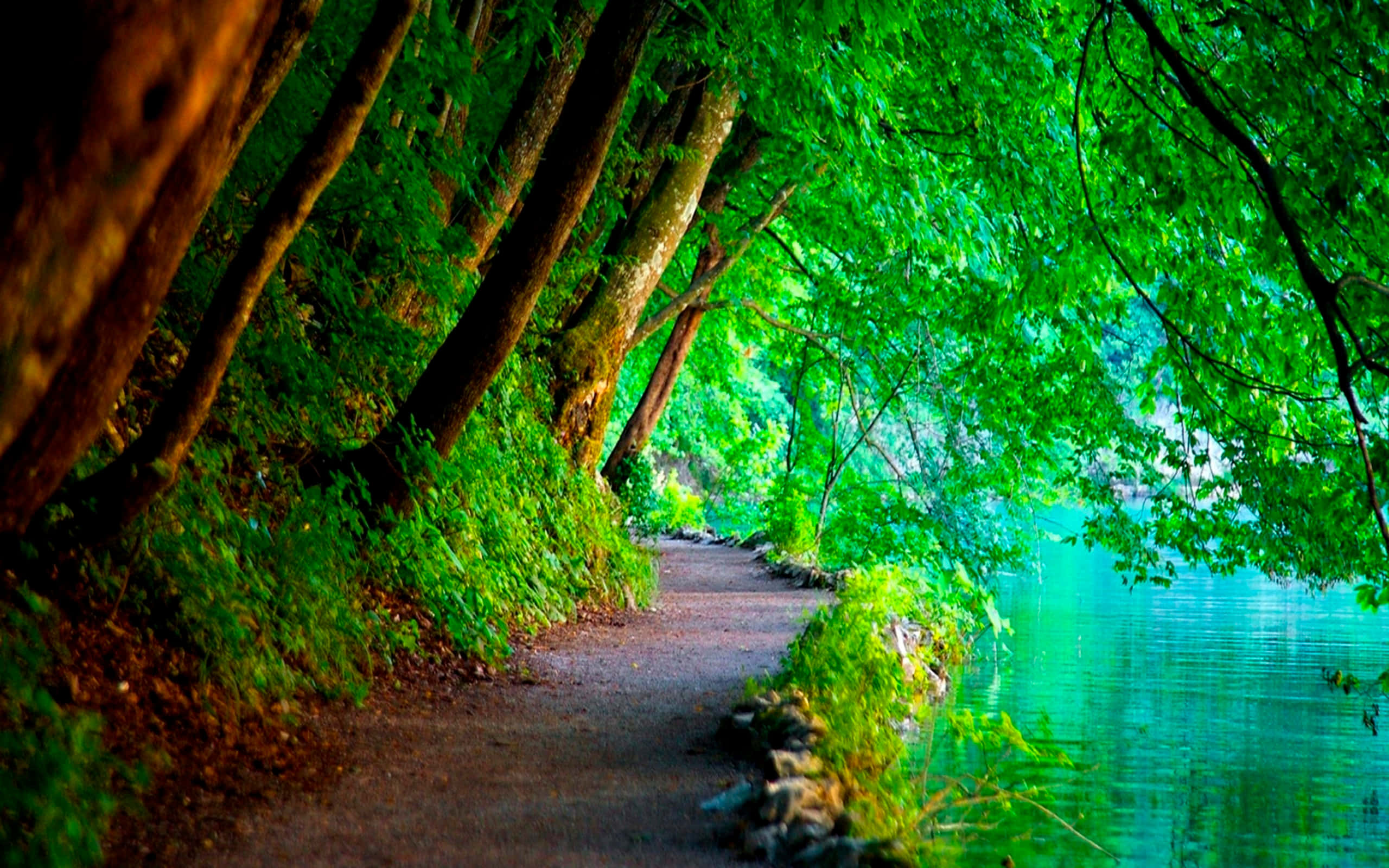 Nature Scenes 桌布 壁紙 — 一條蜿蜒的森林小徑在寧靜的碧綠湖泊旁蜿蜒，上方是生機勃勃的翠綠樹冠。