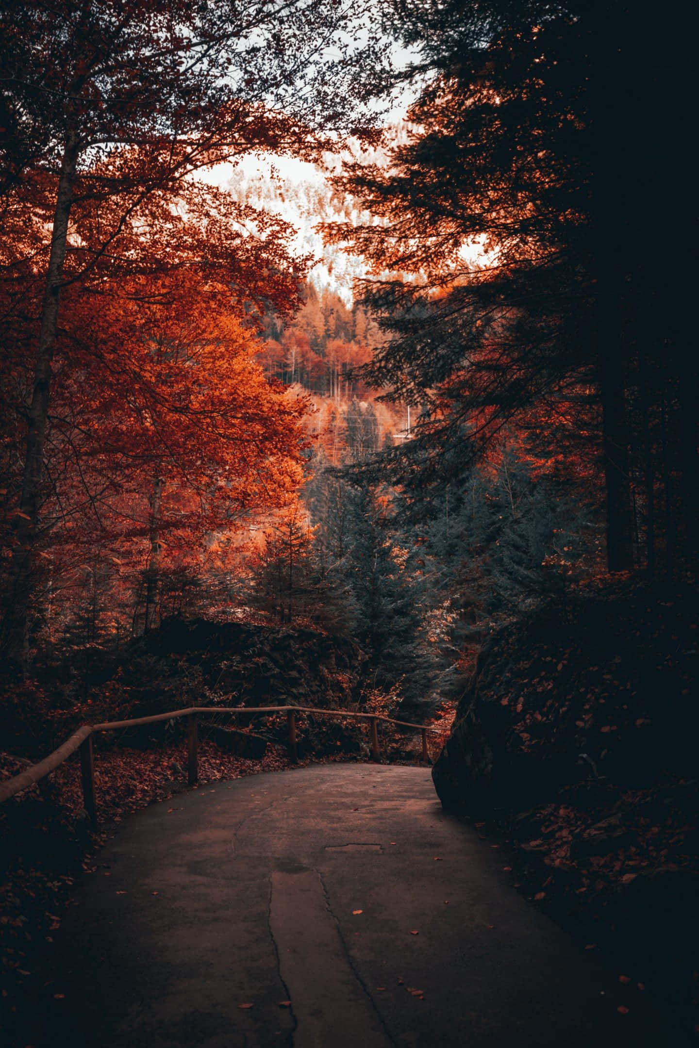 Fall 桌布 壁紙 — 一條蜿蜒的森林小徑沐浴在溫暖的秋日陽光中，光線穿過火橙色和深綠色的樹木。