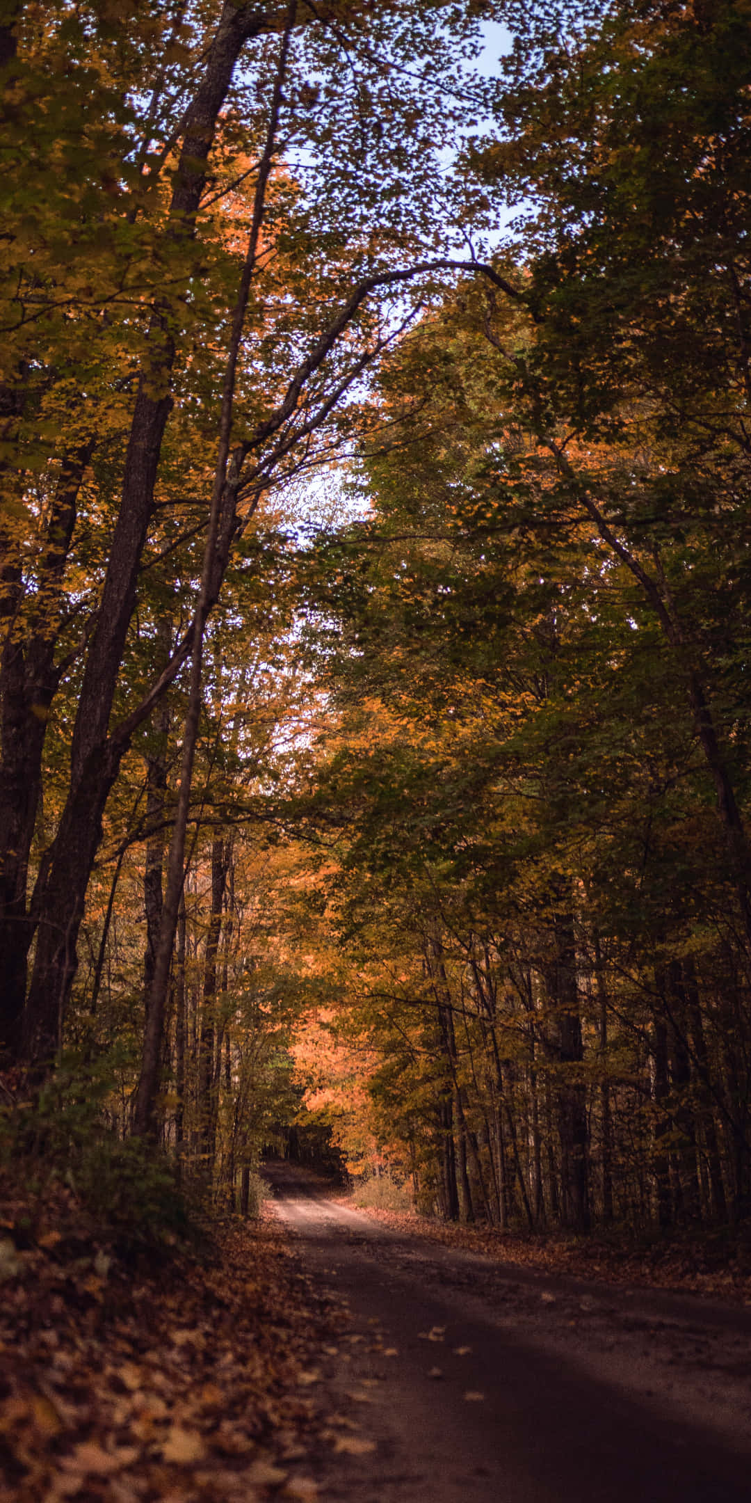 Pixel 3 Autumn 桌布 壁紙 — 一條蜿蜒的森林小徑沐浴在金黃色的秋光中，光線穿過高聳的樹木，樹上長著火紅的橙色和綠色葉子。