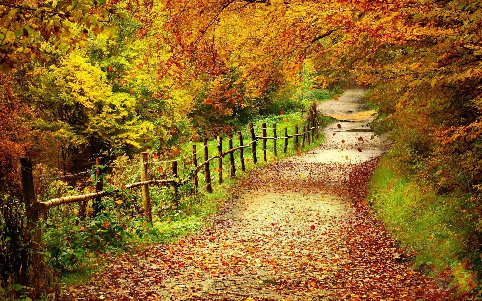 Country Road 桌布 壁紙 — 一條蜿蜒的森林小徑覆蓋著掉落的橙色和黃色樹葉，在秋樹的樹冠下拱起。