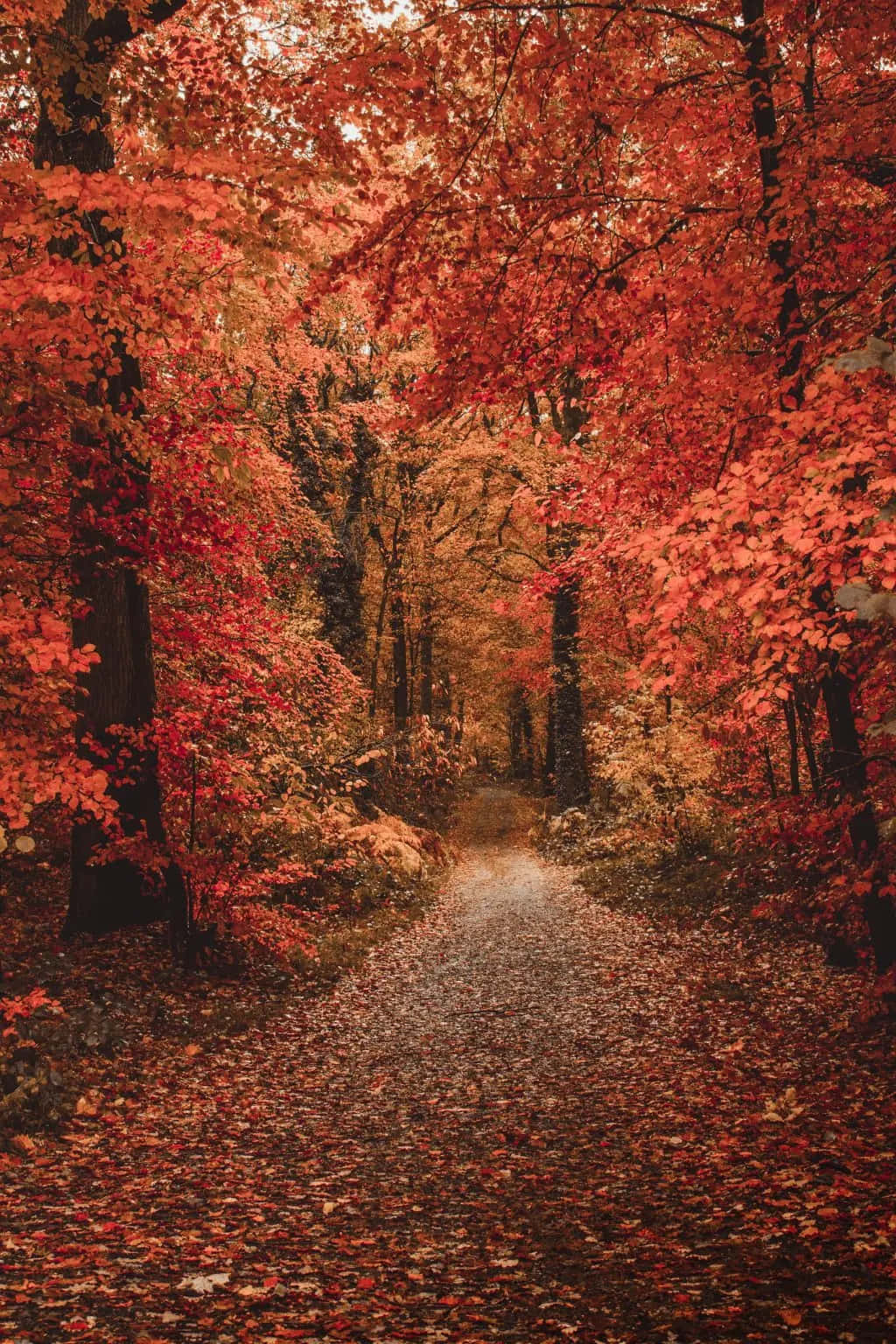 iPhone Fall 桌布 壁紙 — 一條蜿蜒的森林小徑覆蓋著鮮豔的紅色和橙色秋葉，在頭頂拱起，形成一條火紅的樹葉隧道。