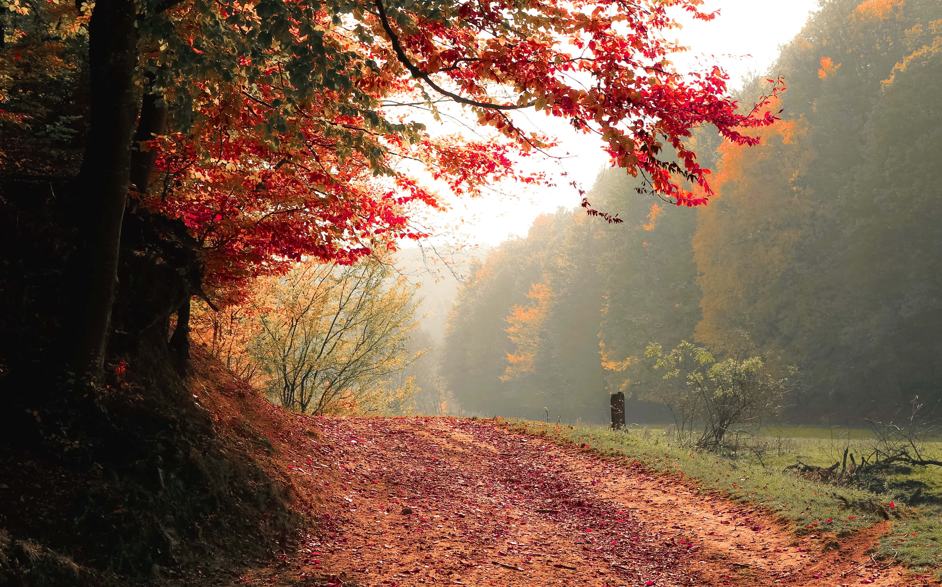 Autumn Trails 桌布 壁紙 — 一條蜿蜒的森林小徑鋪滿紅葉，在柔和晨光穿透秋樹的照耀下閃閃發光。