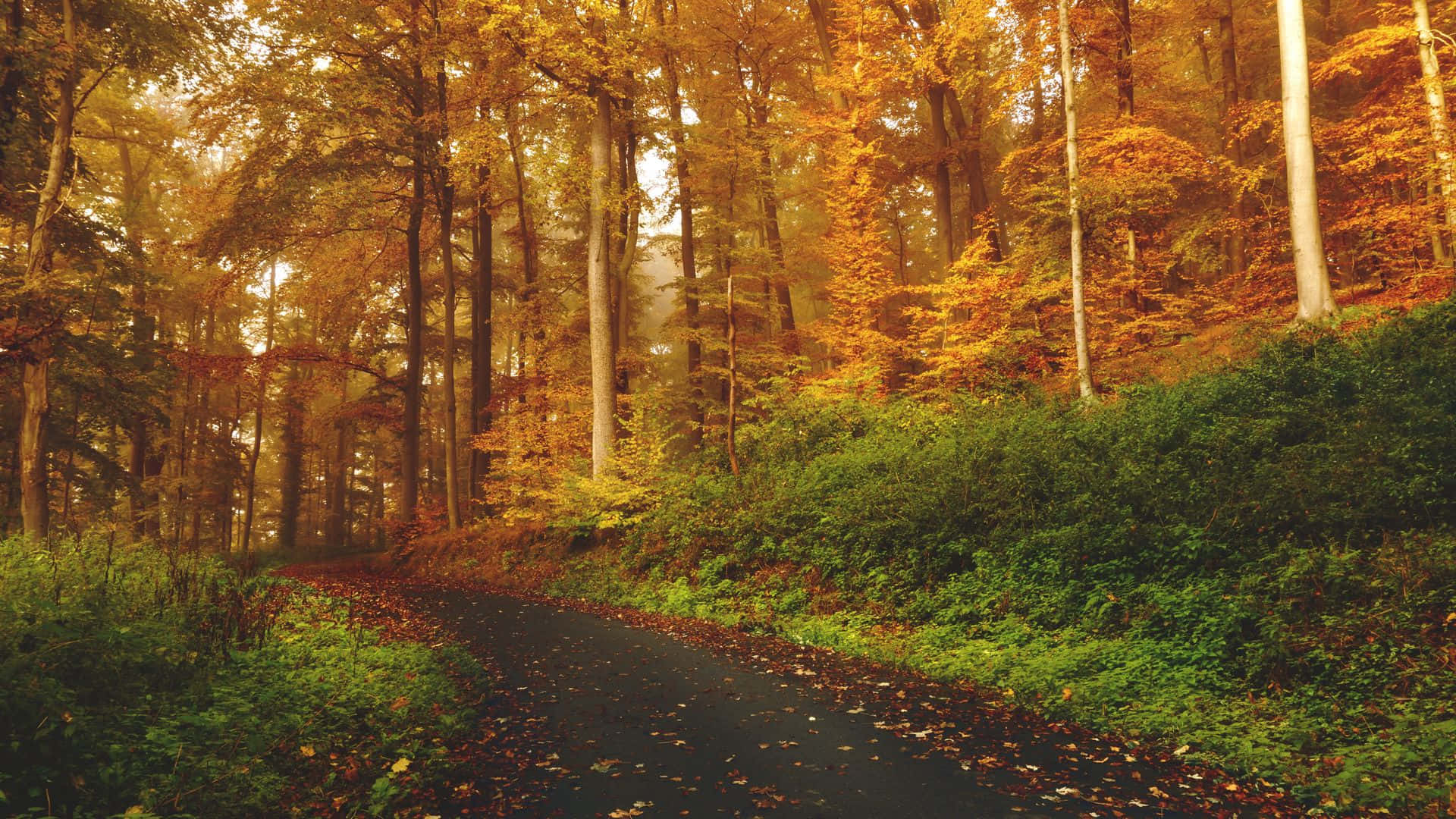 Autumn Trails 桌布 壁紙 — 一條蜿蜒的森林小徑鋪滿落葉，在秋日陽光穿過金色樹木的照耀下溫暖地閃耀。