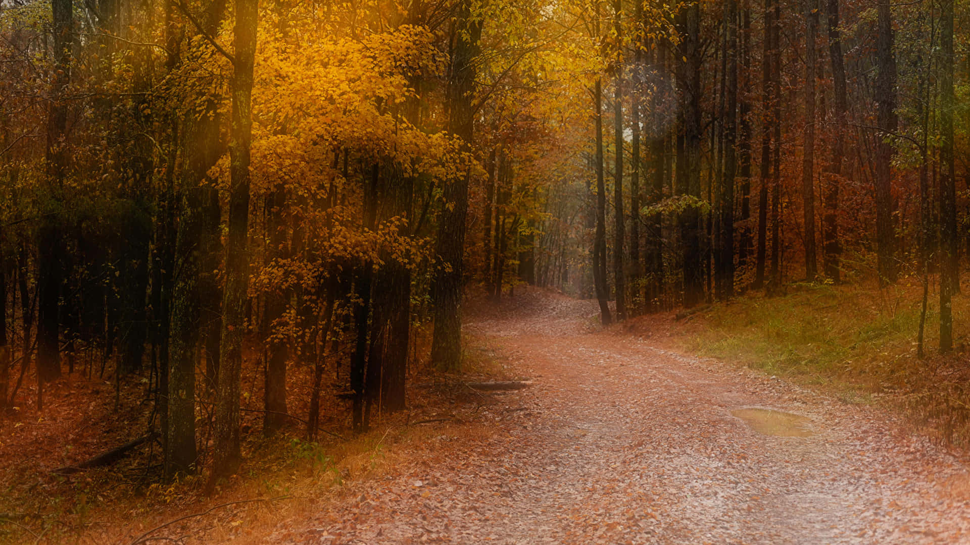 Autumn Trails 桌布 壁紙 — 一條蜿蜒的森林小徑鋪滿落葉，在金色秋日陽光穿過高聳樹木照射下溫暖地閃耀。