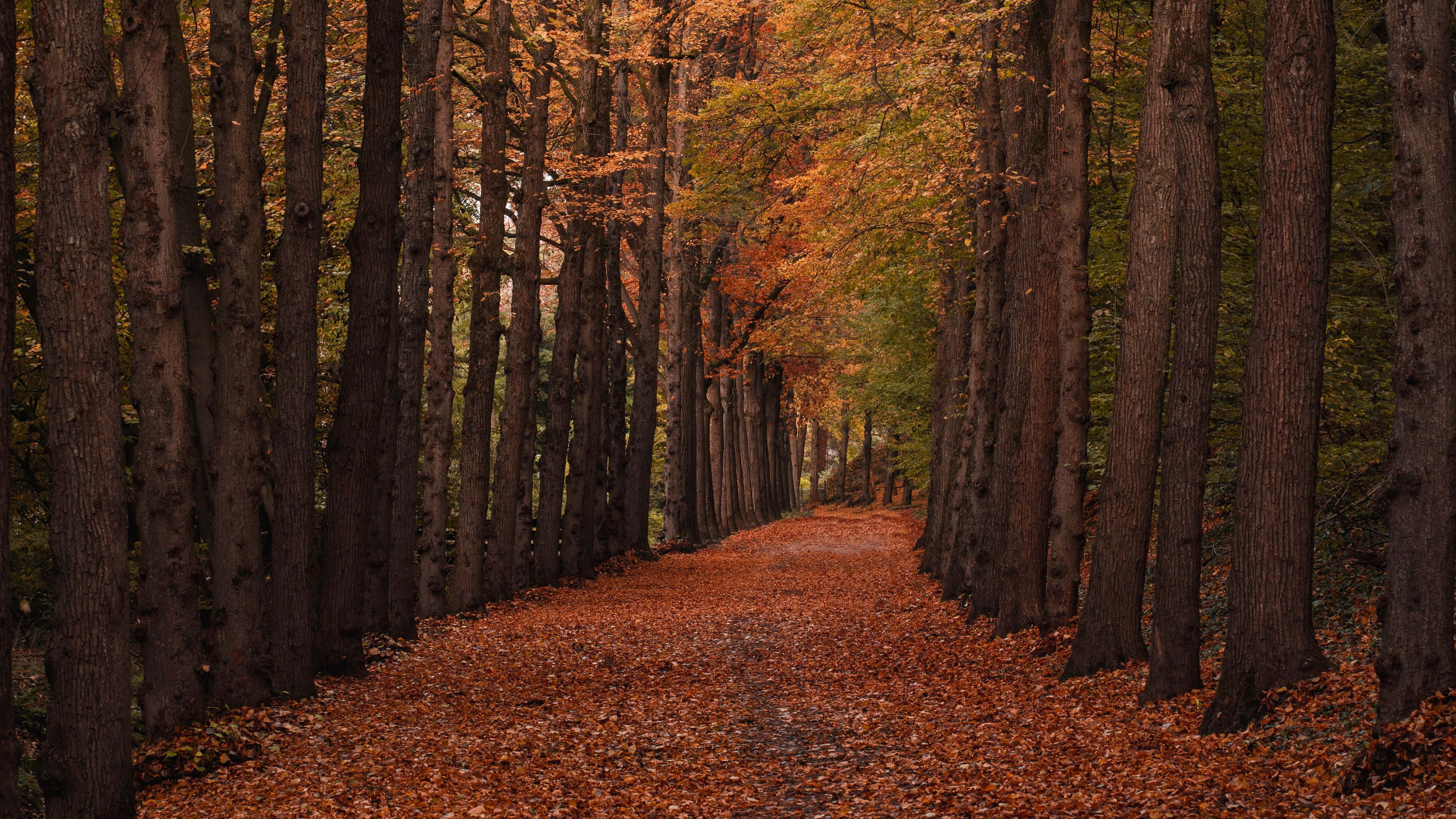 Autumn Trails 桌布 壁紙 — 一條蜿蜒的森林小徑鋪滿金黃色的秋葉，在高大的樹木之間延伸，樹葉呈現溫暖的橙色和棕色。
