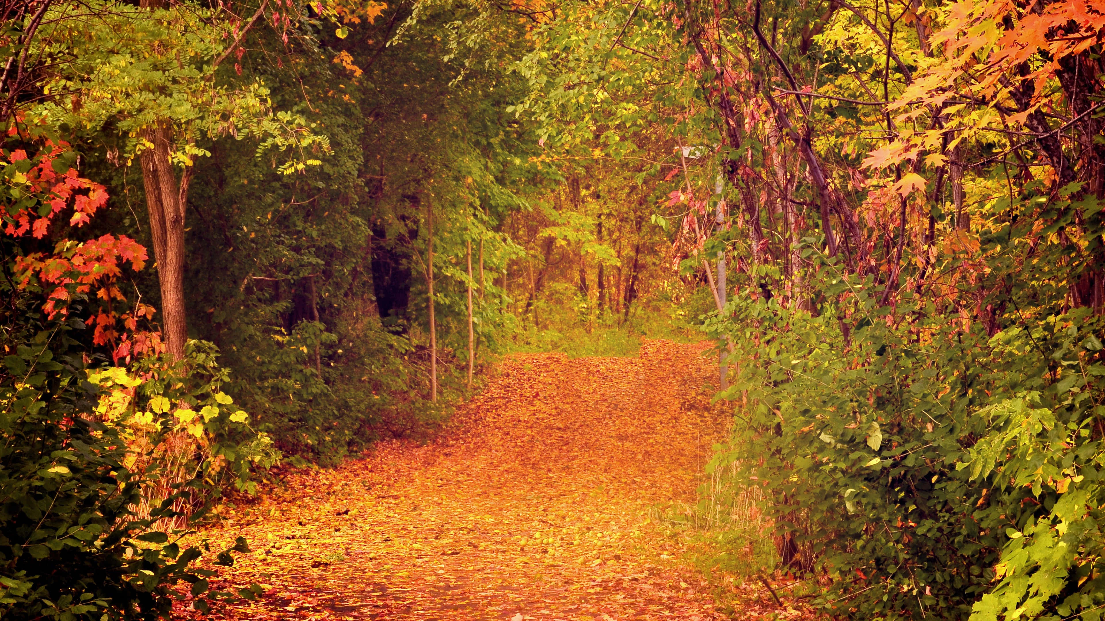 Fall Scenes 桌布 壁紙 — 一條蜿蜒的森林小徑鋪滿金黃色的秋葉，通往由鮮豔橙色和綠色樹木組成的樹冠。